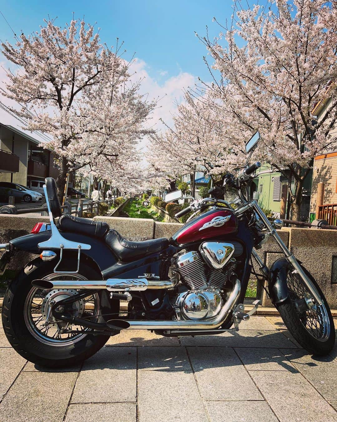 武井ドンゲバビーさんのインスタグラム写真 - (武井ドンゲバビーInstagram)「#honda  #steed #スティード #バカ #国産アメリカン #桜」4月2日 20時44分 - takeidongebabee