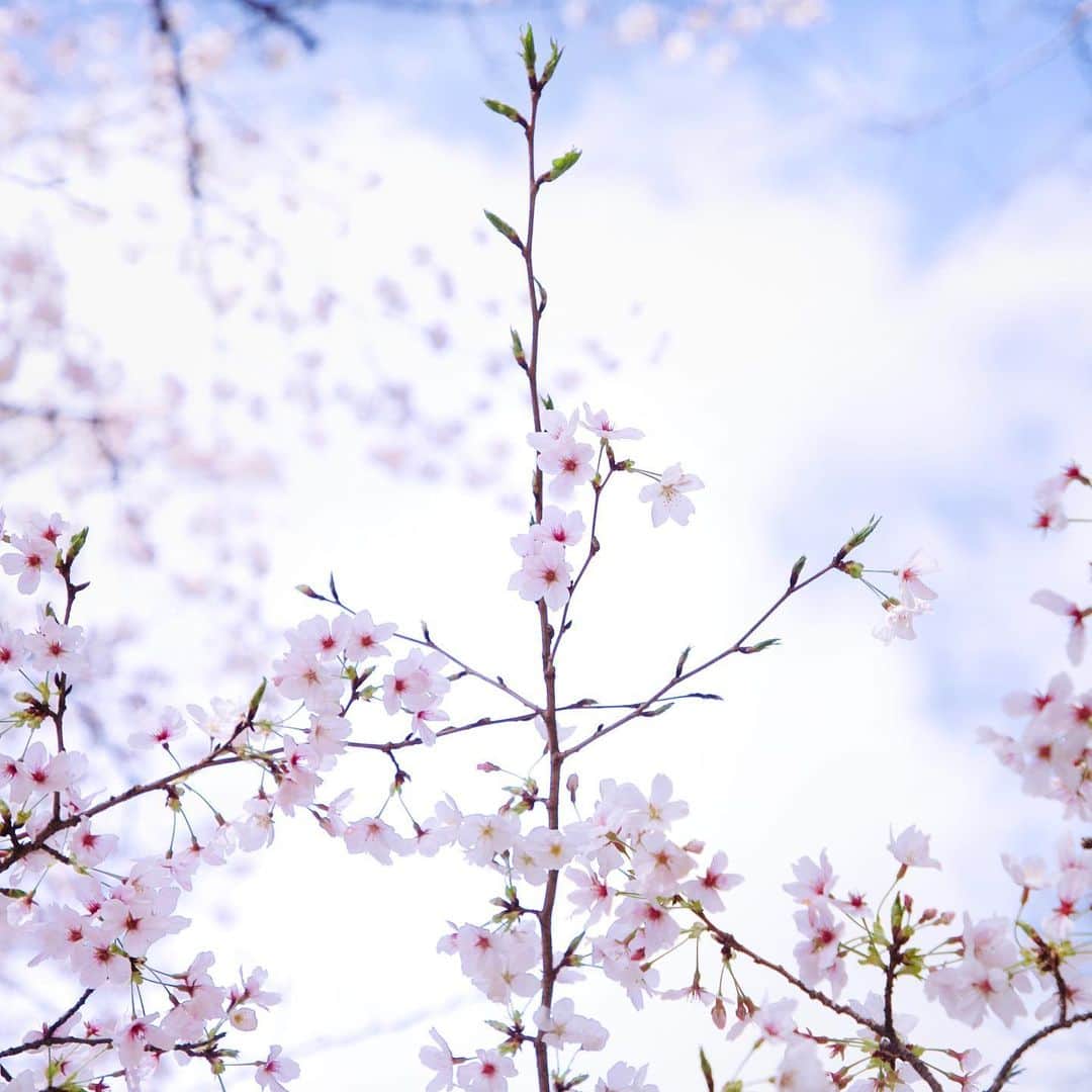 harumiさんのインスタグラム写真 - (harumiInstagram)「cherry blossoms🌸  さくらな毎日🌸  #さくら」4月2日 20時46分 - harumirumiru