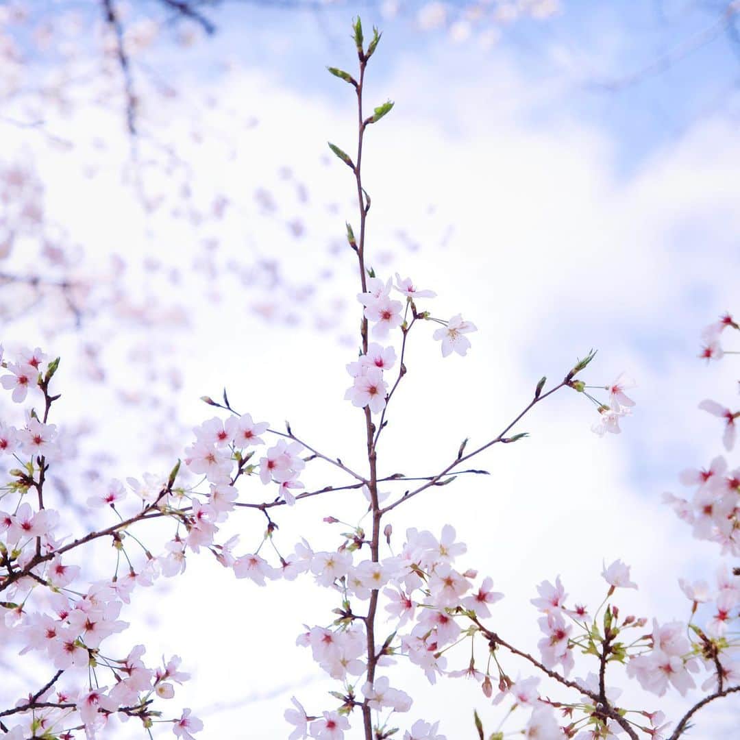 のインスタグラム：「cherry blossoms🌸  さくらな毎日🌸  #さくら」