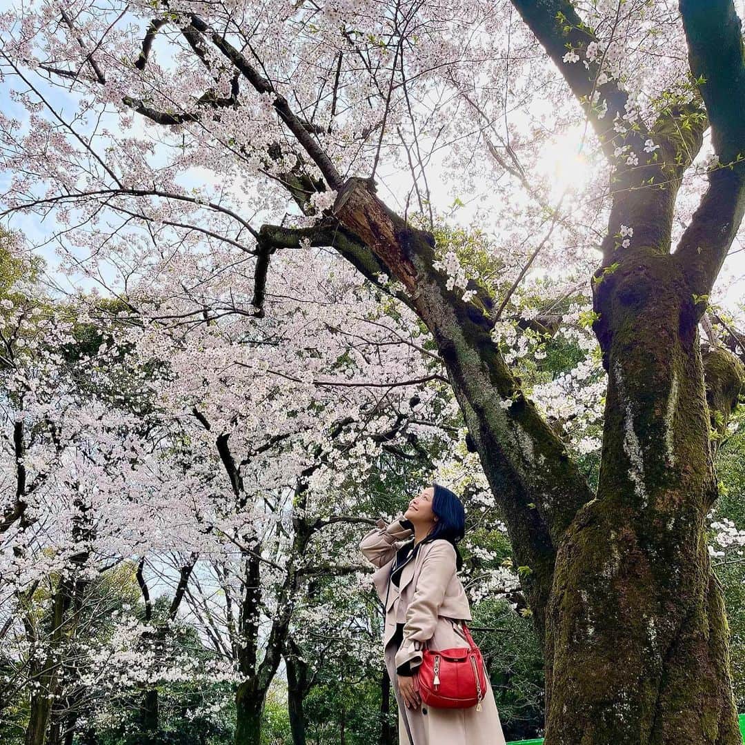 水上真理さんのインスタグラム写真 - (水上真理Instagram)「2023年の カレンダーから✨ . 去年の代々木公園の桜🌸 . ハニーに撮ってもらった お気に入りの一枚♡ . 写真には その時の幸せが いっぱい詰まっていて . 見る度に 笑顔になれます☺️✨ . #smile  #happy  #love  #桜  #代々木公園」4月2日 20時48分 - mari_komorebi
