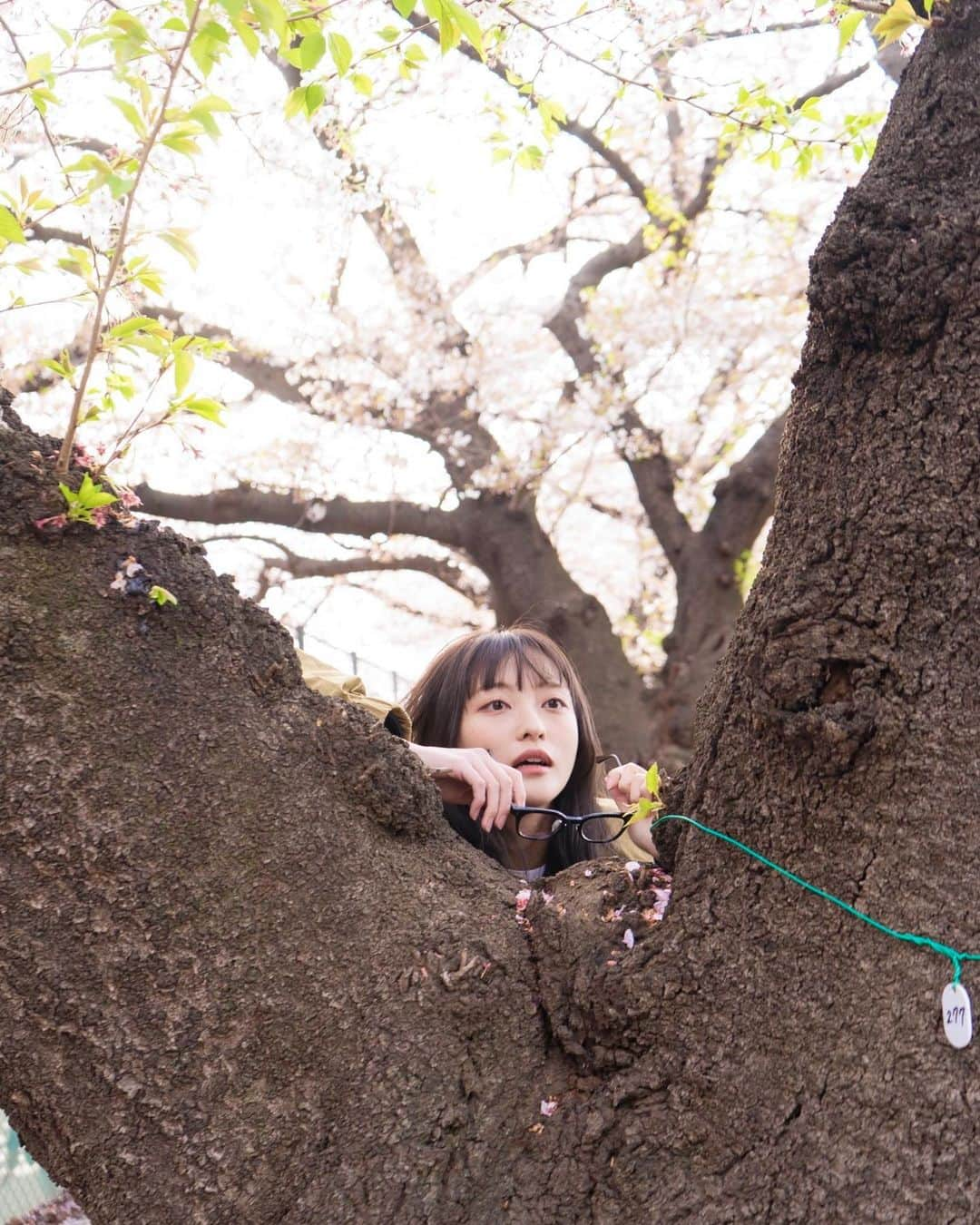 斉藤瑞季のインスタグラム：「桜パート2🌸」