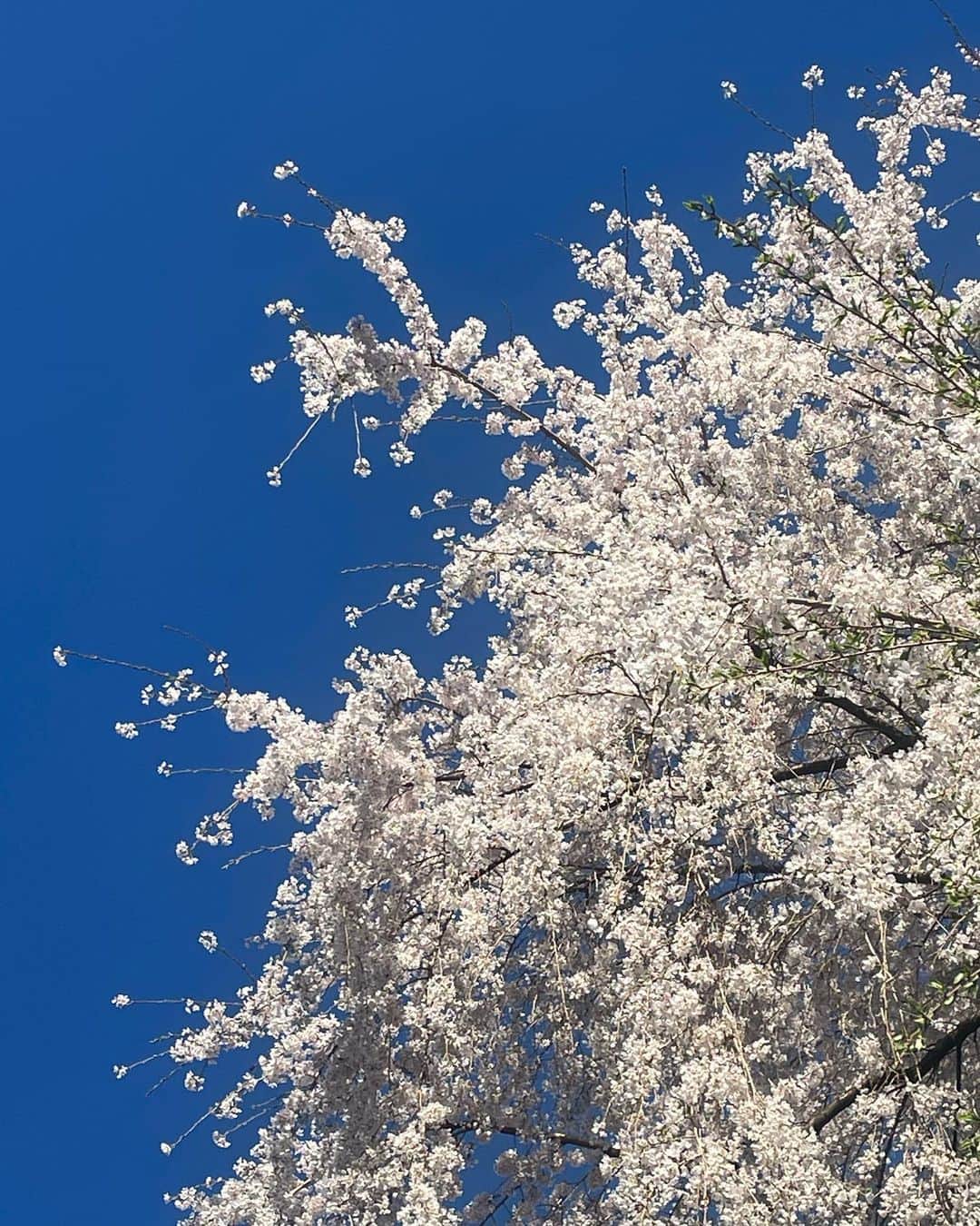 みうらうみさんのインスタグラム写真 - (みうらうみInstagram)「どこ歩いてもぴんくで幸せな気持ちになる🌸🌸 色んな桜があつまりました🌸 . . #桜 #お花見 #上野公園 #目黒川」4月2日 20時52分 - miuraumi1207