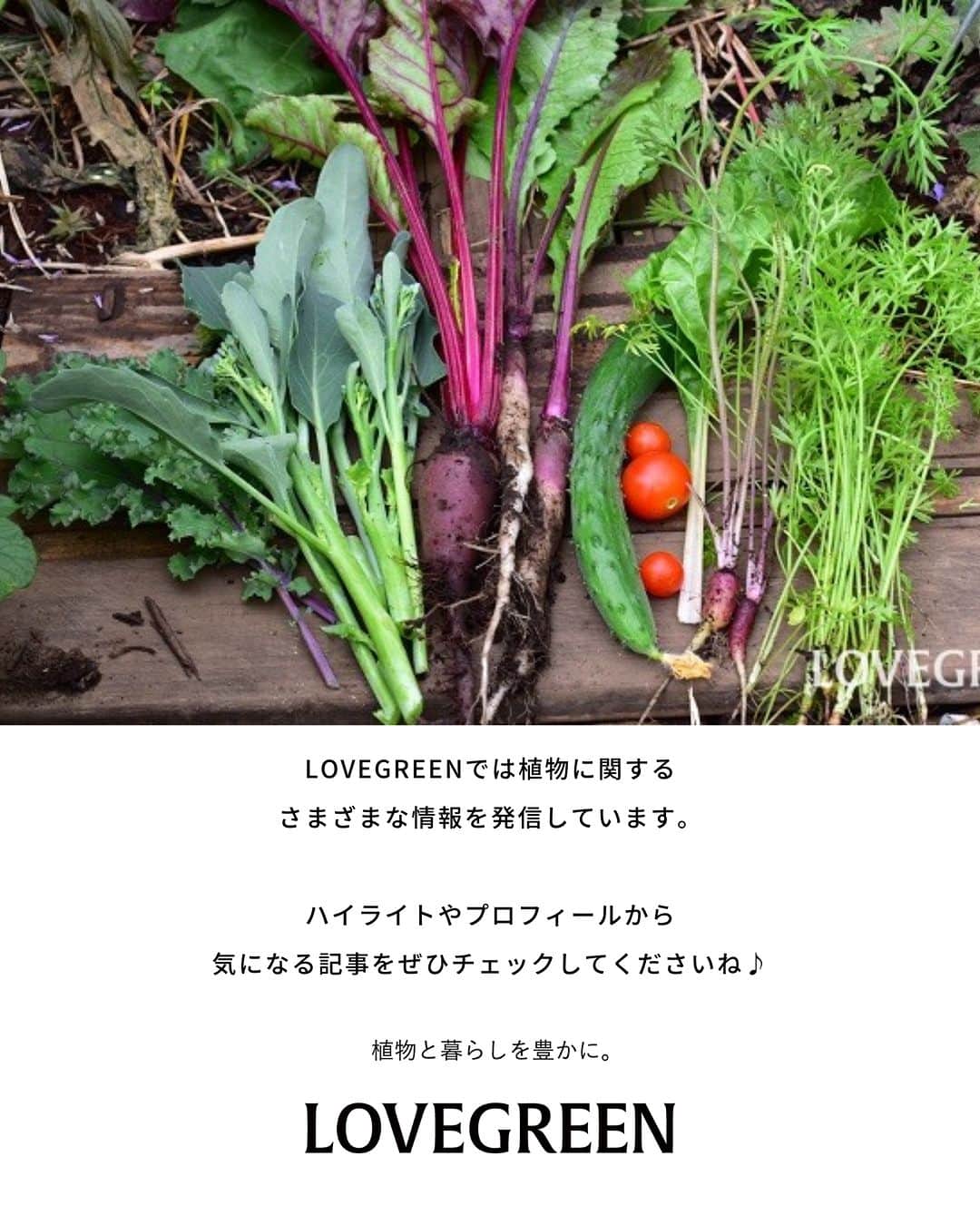 LOVEGREEN -植物と暮らしを豊かに。さんのインスタグラム写真 - (LOVEGREEN -植物と暮らしを豊かに。Instagram)「気候が安定している春は、栽培できる野菜が一番多い季節。今年は家庭菜園にチャレンジしませんか。 春に植えるおすすめ野菜の特徴や栽培のポイントをご紹介します🍅  ＝＝＝＝＝＝＝＝＝＝＝＝＝＝＝＝＝＝＝＝＝＝＝＝  🌱お買い物はLOVEGREEN STOREで！ 次回につかえるポイントもお得です！ 詳しくはプロフィールから”LOVEGREEN STORE”をチェックしてみて✨  🌱グランドカバー「タピアン」最大50%オフ🙌🏻 草で草を制す！地面を這うように広がるグランドカバープランツで、賢く＆おしゃれに雑草対策しませんか。1セットは30%オフ、3セットおまとめ買いでなんと50%オフに！4月までの発送分のご予約受付中です💫  ＝＝＝＝＝＝＝＝＝＝＝＝＝＝＝＝＝＝＝＝＝＝＝＝  #園芸 #ガーデニング #土いじり #庭仕事 #庭仕事の愉しみ #植物のある暮らし #花のある暮らし #家庭菜園 #野菜 #春植え野菜」4月2日 21時00分 - lovegreen_official