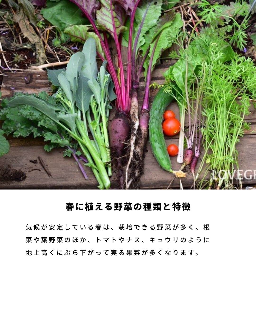 LOVEGREEN -植物と暮らしを豊かに。さんのインスタグラム写真 - (LOVEGREEN -植物と暮らしを豊かに。Instagram)「気候が安定している春は、栽培できる野菜が一番多い季節。今年は家庭菜園にチャレンジしませんか。 春に植えるおすすめ野菜の特徴や栽培のポイントをご紹介します🍅  ＝＝＝＝＝＝＝＝＝＝＝＝＝＝＝＝＝＝＝＝＝＝＝＝  🌱お買い物はLOVEGREEN STOREで！ 次回につかえるポイントもお得です！ 詳しくはプロフィールから”LOVEGREEN STORE”をチェックしてみて✨  🌱グランドカバー「タピアン」最大50%オフ🙌🏻 草で草を制す！地面を這うように広がるグランドカバープランツで、賢く＆おしゃれに雑草対策しませんか。1セットは30%オフ、3セットおまとめ買いでなんと50%オフに！4月までの発送分のご予約受付中です💫  ＝＝＝＝＝＝＝＝＝＝＝＝＝＝＝＝＝＝＝＝＝＝＝＝  #園芸 #ガーデニング #土いじり #庭仕事 #庭仕事の愉しみ #植物のある暮らし #花のある暮らし #家庭菜園 #野菜 #春植え野菜」4月2日 21時00分 - lovegreen_official