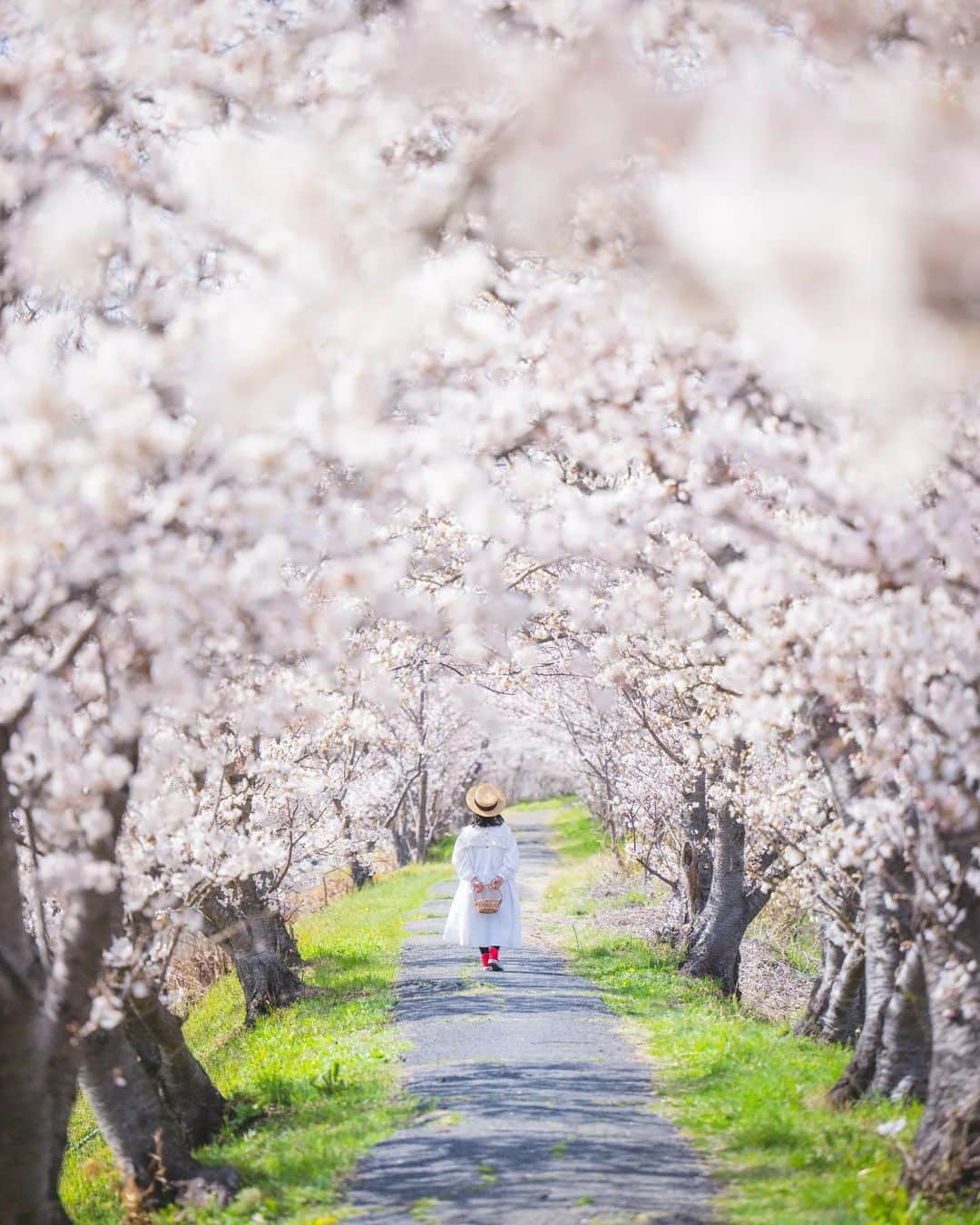 梶原憲之さんのインスタグラム写真 - (梶原憲之Instagram)「. 桜のトンネル  📸Nikon Z9 NIKKOR Z 70-200mm f/2.8 S  #岡山#岡山県#桜 #photoplusme #team_jp_  #art_of_japan_#桜スポット #japan#東京カメラ部 #photo_jpn #photo_shorttrip  #死ぬまでに行きたい日本の絶景#岡山観光#岡山旅行#nikoncreators #吉卜力#japantravel#おかやまハレ旅 #tokyocameraclub#retrip_news #daily_photo_jpn#絶景#ジブリ#지브리#light_nikon  #jalan_travel #japantrip」4月2日 21時00分 - kaji_nori06