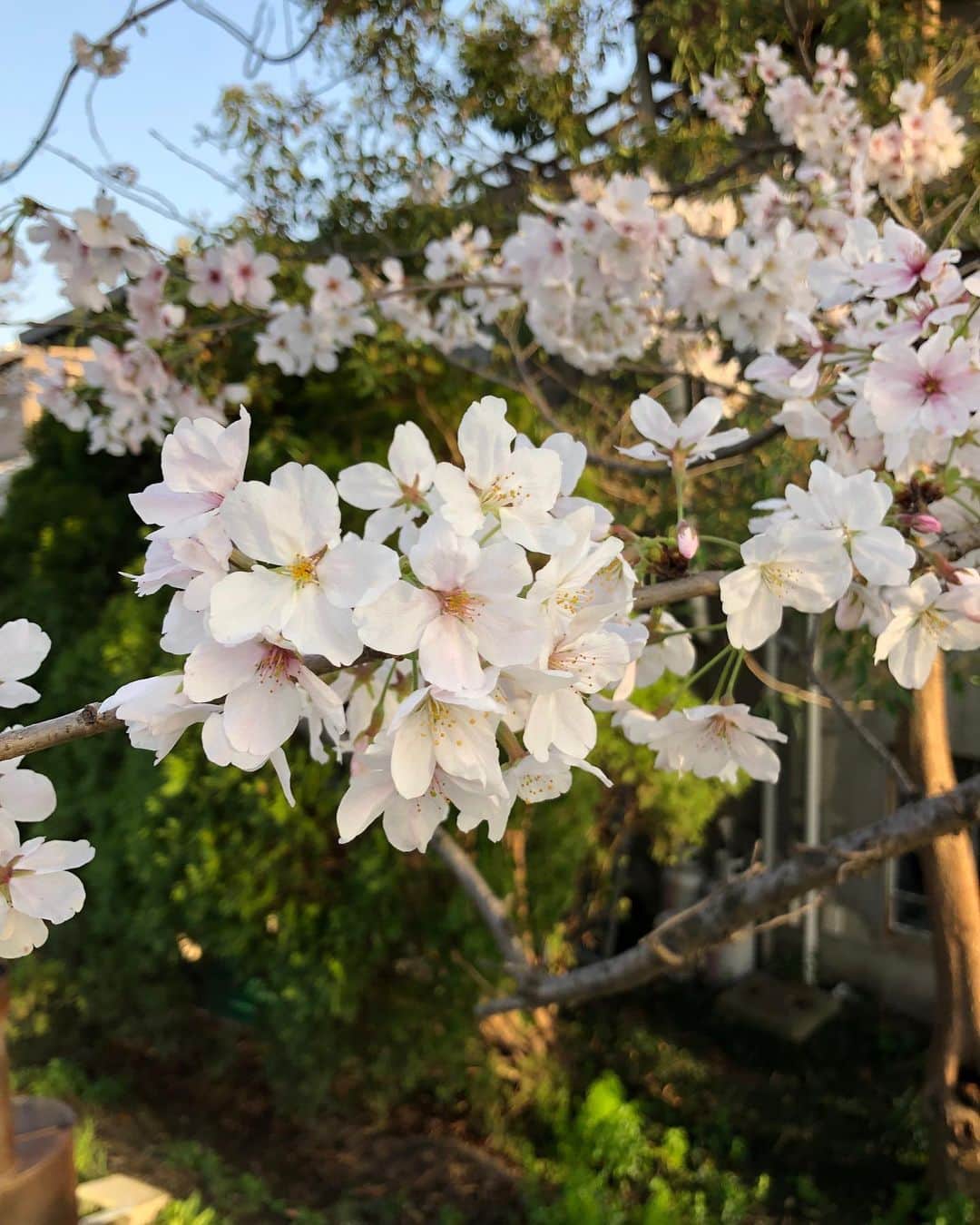 蒼乃夕妃のインスタグラム：「今年は桜を完全に満喫出来た🌸 最高✨🥝」