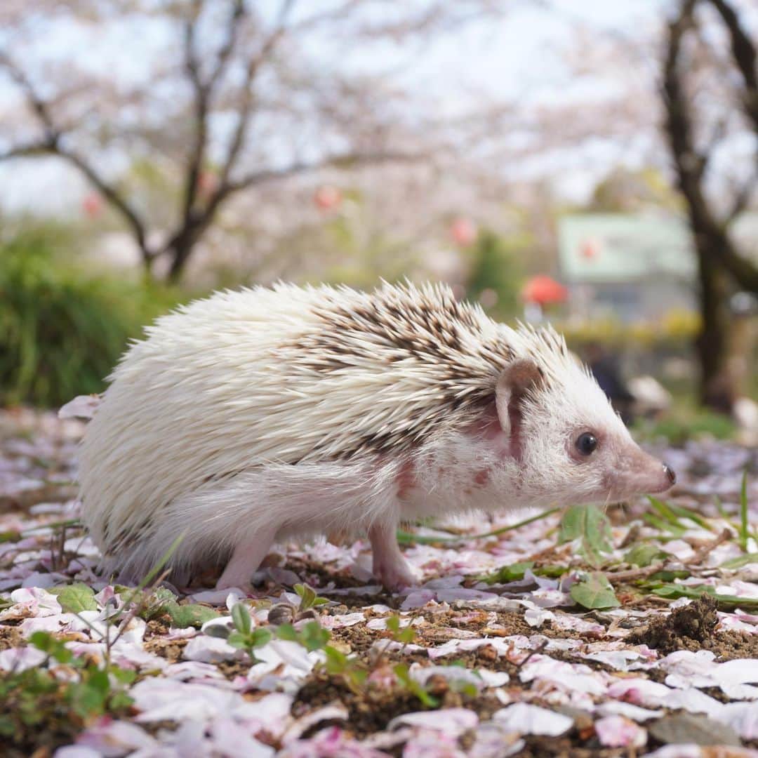 RONのインスタグラム：「お花見ラル坊。  初めての外出でした。 家では寝袋引きこもり系なので、実は飼い主もあまり明るい場所では会えていないのです。  #ハリネズミ #hedgehog #ハリネズミのラル」
