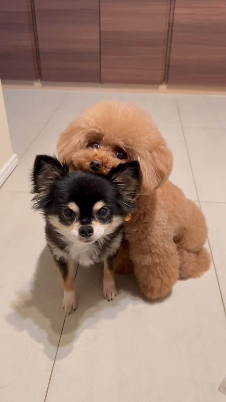 ショコラ❤︎あずき❤︎パンナのインスタグラム：「あーちゃんにチュ！😘 （あずきのことはあーちゃんと呼んでます😅）  #あごのせ  #トイプードル #チワワ #犬 #犬のいる暮らし #toypoodle #chihuahua #dog #instadog #cutedog #あずしょこぱん #パンナ」
