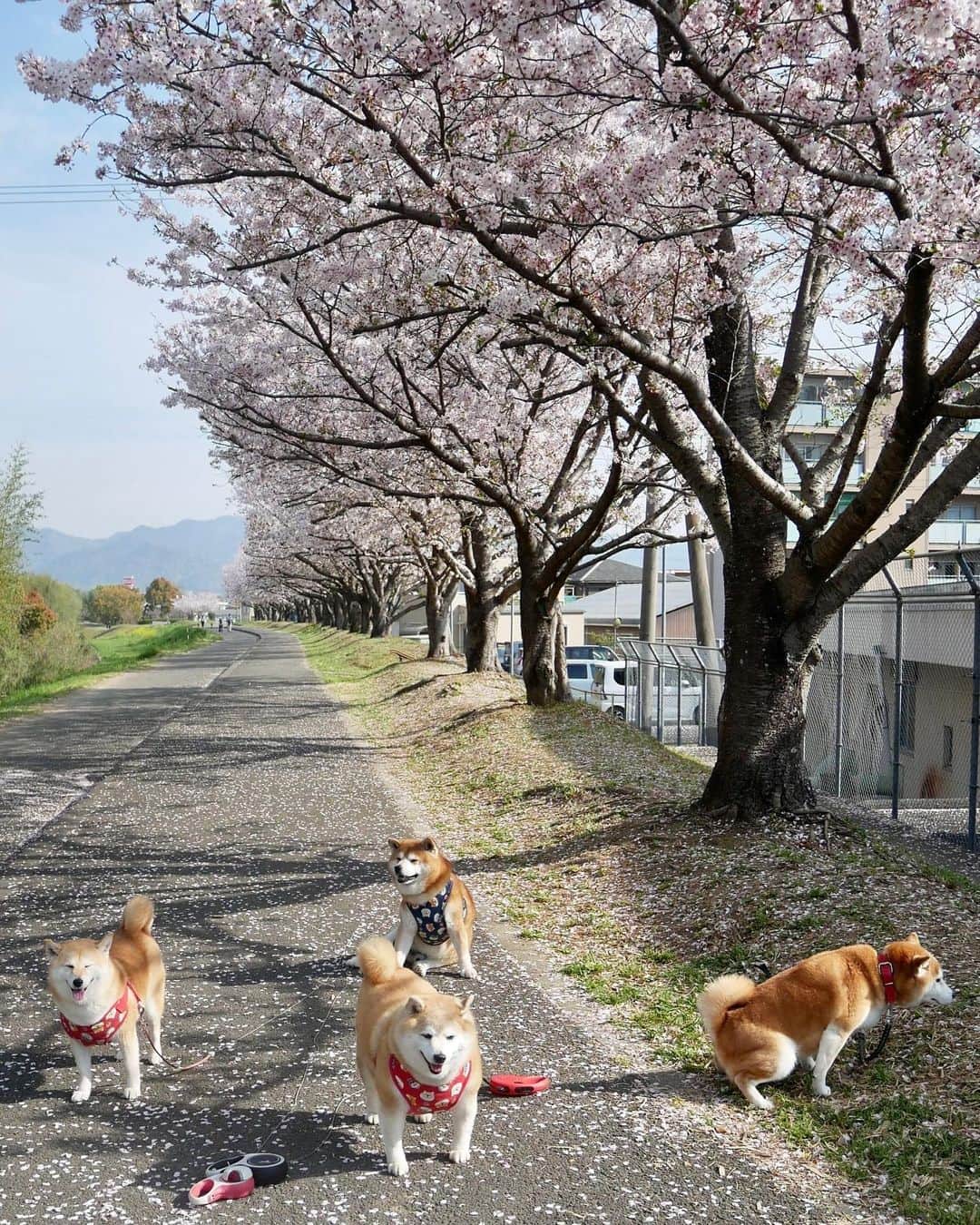 shibainu berryさんのインスタグラム写真 - (shibainu berryInstagram)「Shiba paradise🌸 今朝のお花見柴パラ😆🌸 この時期の柴犬は連日の桜写真に付き合わされ忙しい😂💦 みんなで撮るのは非常に難しい💦 なんとか撮れたけどみんなバラバラ😂  ひめ姉さん @shibainuhime チャロ小梅 @kami.yukiyo ふっくん @fukusuke0629 むぎちゃん @223eee3 ナナちゃん @nanastagram214 むぎたん @muuuugi_gulv  あいすちゃん @syou_tarou_1204   ①②べりむく、チャロ、撮影中もよおしたナナちゃん🤣👍 ③④べりむく、ふっくん、Wむぎちゃん ⑤昨日のひめ姉さんとお花見 ⑥写真撮る前に退散するひめ姉さん🤣 ⑦わちゃわちゃおやつタイム😋 ⑧まったり高齢組🤣 ⑨熟年夫婦はひめ様号で休憩〜🐻🐷💕  みんな可愛いかった〜😍🥰 ありがとうございました😆☺️ #桜 #cherryblossom #僧帽弁閉鎖不全症 #僧帽弁閉鎖不全症の犬 #僧帽弁閉鎖不全症手術済 #僧帽弁閉鎖不全症克服 #柴犬 #柴 #べりやん #べりむく #多頭飼い #徳島 #berry #shiba #shibainu  #shibainumania #ぷにっと部 #口角キュキュッと部 #チーム俺様 →部員絶賛募集中 #shiba_snap #proudshibas #instagramjapan #ふわもこ部 #pecoいぬ部 #pecotv #9gag @9gag @barked」4月2日 21時15分 - shibainu.berry
