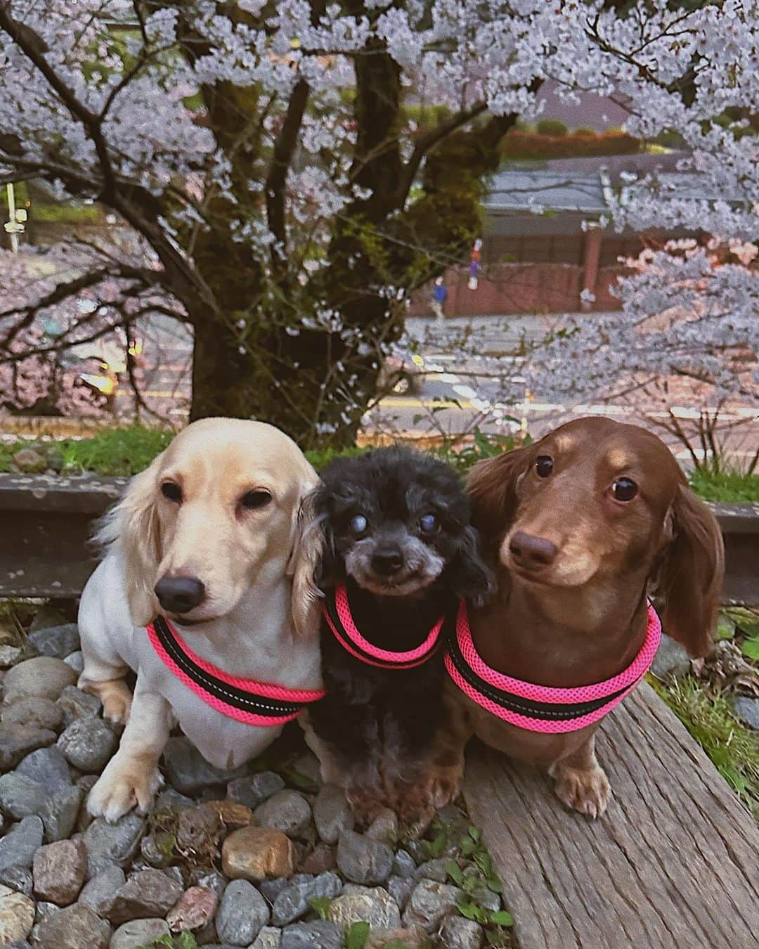 Aiさんのインスタグラム写真 - (AiInstagram)「🩷🌸🩷🌸🐶  全身 @oto_girls 🩷 お花見コーデよん  #蹴上インクライン」4月2日 21時15分 - ai_tinker_b