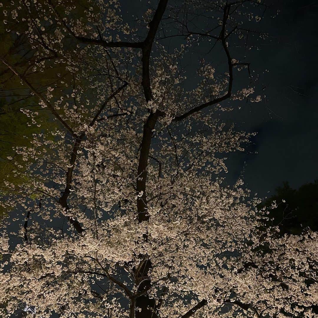 山本 絵里加さんのインスタグラム写真 - (山本 絵里加Instagram)「はるのいろいろ」4月2日 21時25分 - ___erika___y