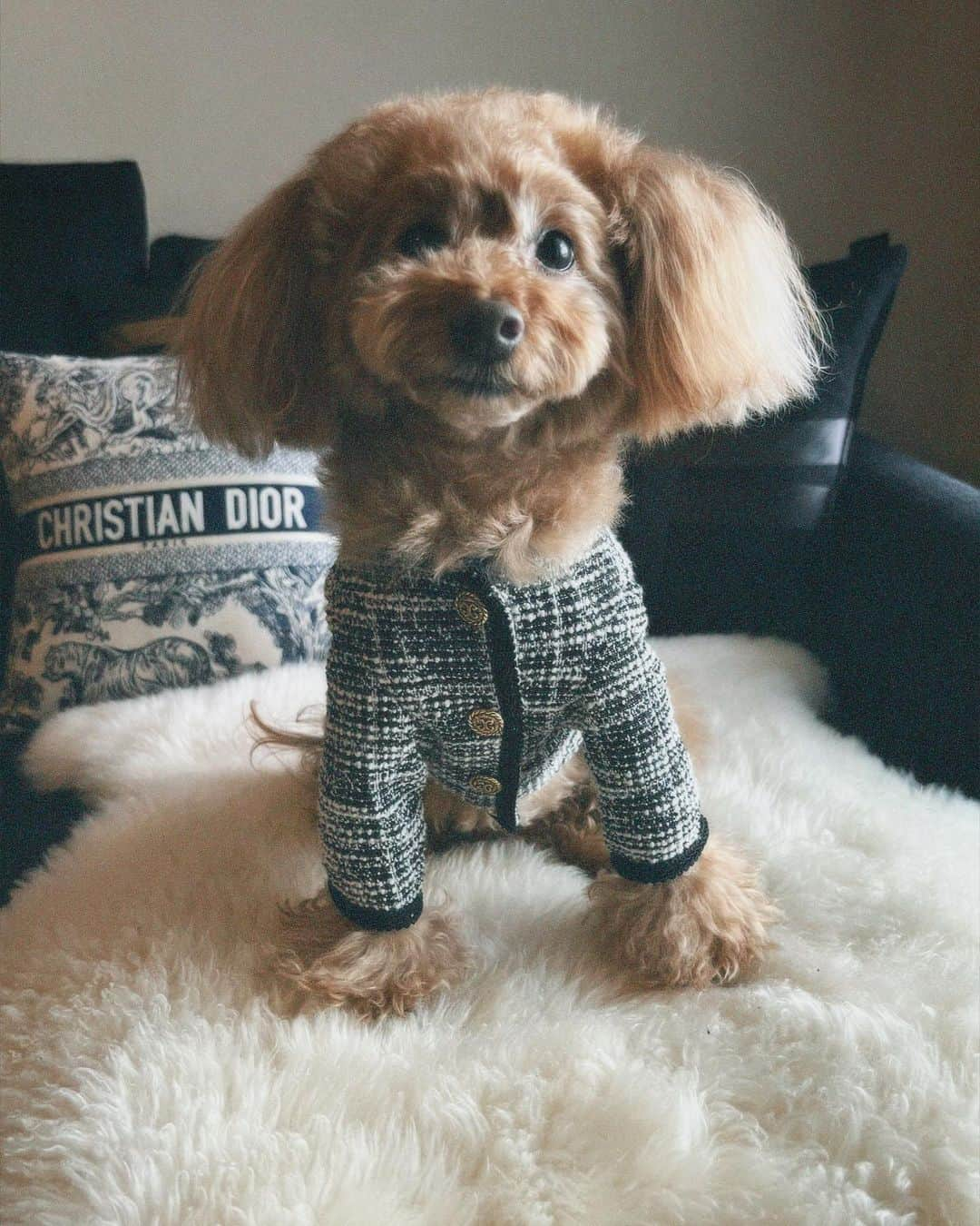 中島健人さんのインスタグラム写真 - (中島健人Instagram)「服もなんとなくお揃い。 Twinning with my little sunshine, Bonita.  I ‘woof’ you.   #dog #OOTD #fashion #pets #family #love #Bonita」4月2日 21時19分 - kento.nakajima_313