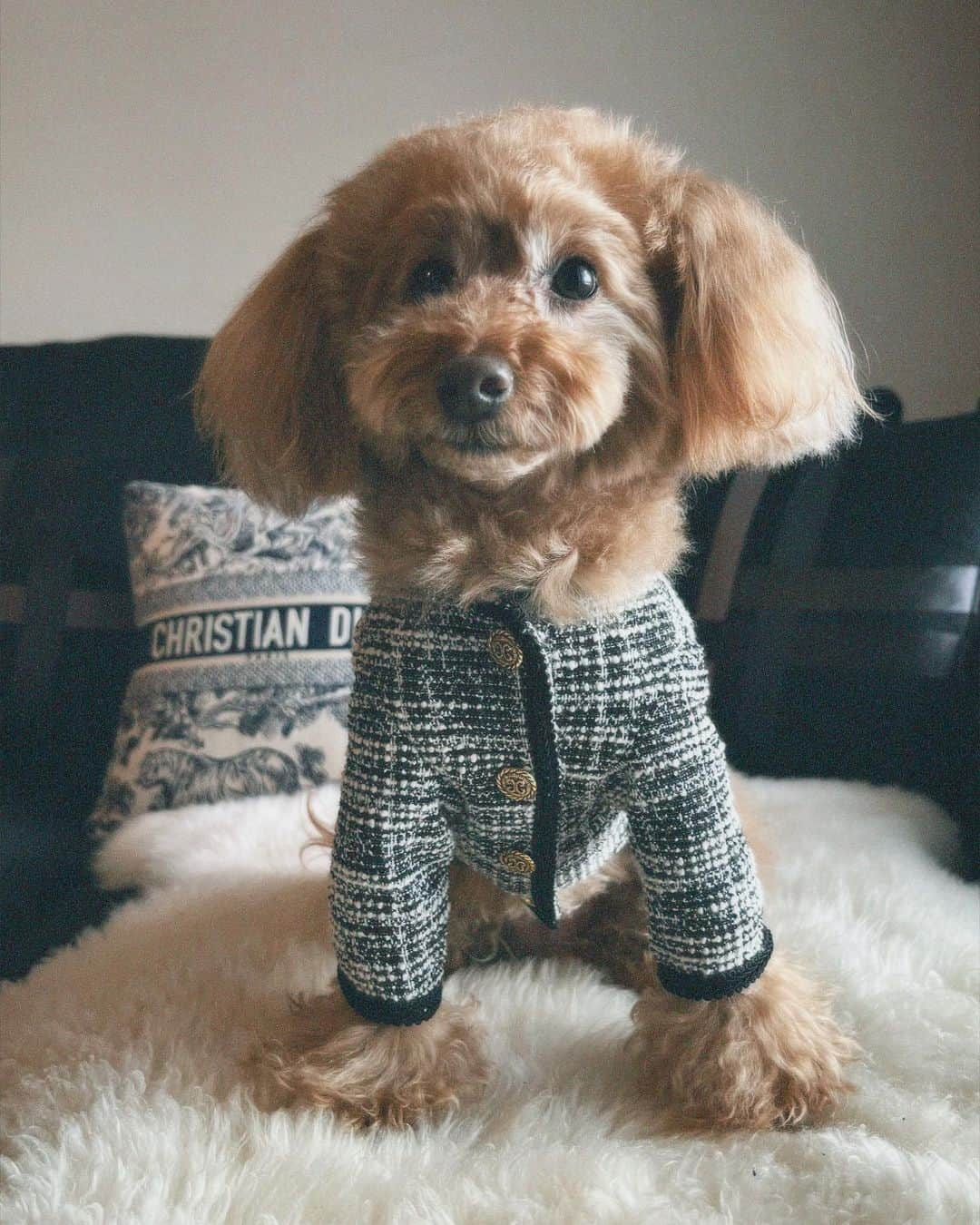 中島健人さんのインスタグラム写真 - (中島健人Instagram)「服もなんとなくお揃い。 Twinning with my little sunshine, Bonita.  I ‘woof’ you.   #dog #OOTD #fashion #pets #family #love #Bonita」4月2日 21時19分 - kento.nakajima_313