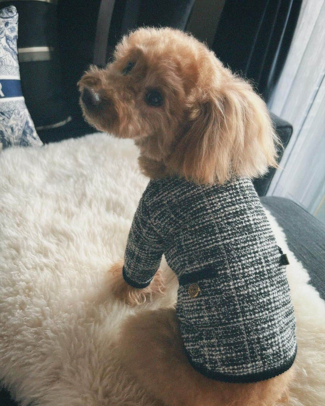 中島健人さんのインスタグラム写真 - (中島健人Instagram)「服もなんとなくお揃い。 Twinning with my little sunshine, Bonita.  I ‘woof’ you.   #dog #OOTD #fashion #pets #family #love #Bonita」4月2日 21時19分 - kento.nakajima_313