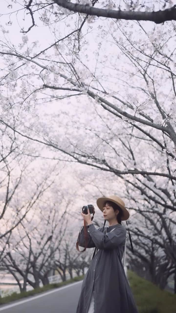 shinichi38のインスタグラム：「sakura color  #instagram  #reco_ig #igersjp  #HelloFrom #discoverjapan #veltra  #bestjapanpics  #genic_mag #cinematic #cinema #cinematography #moody_tones #moodygram #todays_blue_collection #staycinematic #cine #その瞬間に物語を　#NICOSTOP #photo_shorttrip  #indy_photolife  #jp_mood #tokyocameraclub 　#68rhythmmag #アドビ桜フェス  #into_the_screen #photogram_archive  #夕焼け #sunset #nikonzfc」