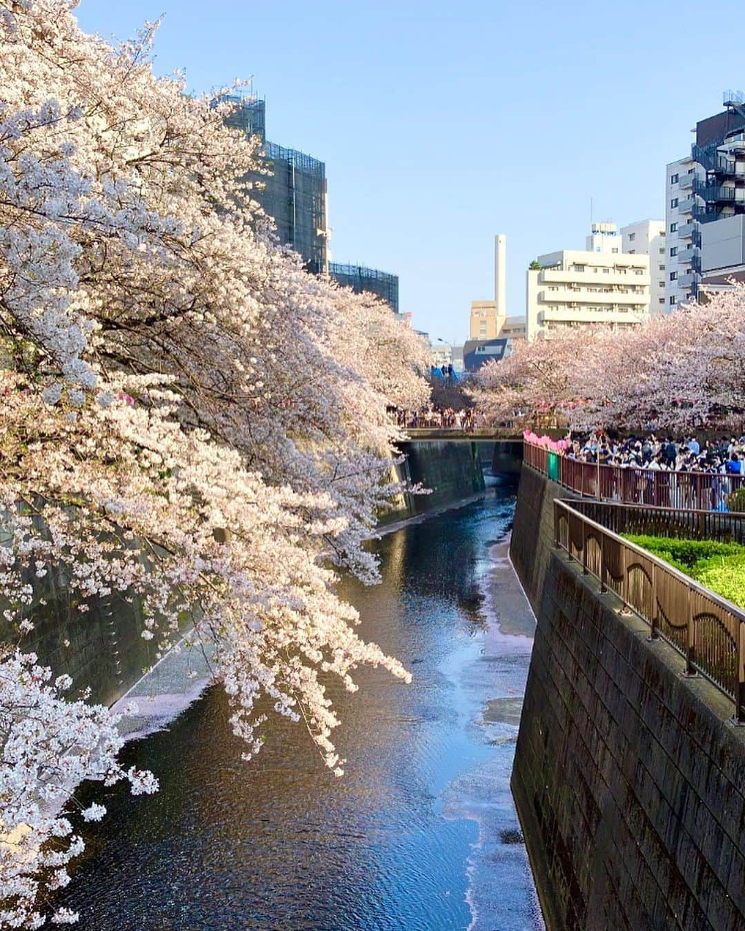 白石かえでさんのインスタグラム写真 - (白石かえでInstagram)「⁡ ⁡ 中目黒の桜🌸 咲き加減は昨日でこんな感じ❣️ ずっと行きたかったから嬉しすぎ😢 屋台も出てたよ♪ ⁡ ⁡ #桜ポートレート　#ポートレート　#中目黒　#中目黒桜　#東京桜　#目黒川　#ポートレートモデル」4月2日 21時27分 - kaepyon.s