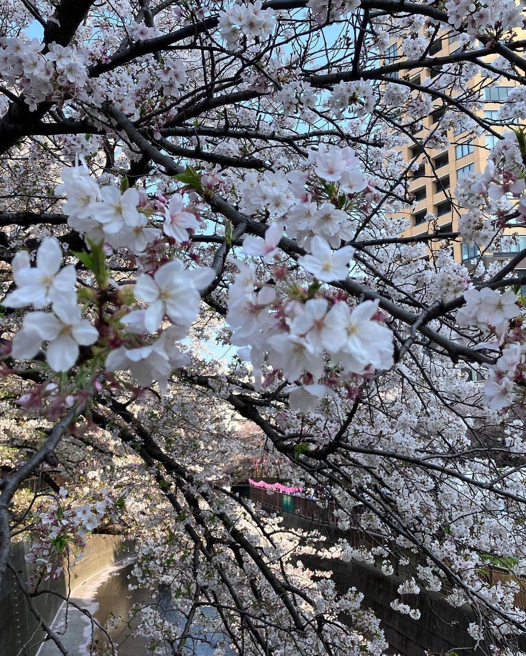 白石かえでさんのインスタグラム写真 - (白石かえでInstagram)「⁡ ⁡ 中目黒の桜🌸 咲き加減は昨日でこんな感じ❣️ ずっと行きたかったから嬉しすぎ😢 屋台も出てたよ♪ ⁡ ⁡ #桜ポートレート　#ポートレート　#中目黒　#中目黒桜　#東京桜　#目黒川　#ポートレートモデル」4月2日 21時27分 - kaepyon.s