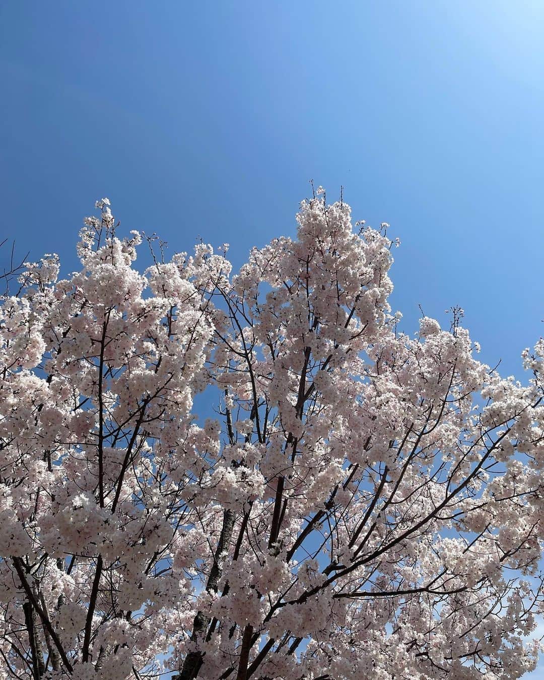 浜﨑日香里さんのインスタグラム写真 - (浜﨑日香里Instagram)「⁡ 今日は家族と地元の北九州で お花見しました🌸🍡 ⁡ ルルちゃんは足元の草むら、 りんちゃんはみんなが遊んでるボール にしか興味なさそうだったけど、 小倉の桜は満開でとっても綺麗でした🌸 ⁡ さぁいよいよ、明日からは新年度！ 私は社会人・アナウンサーとして7年目になります。 今年度はどんな1年にしようと メラメラ且つセンチメンタルにもなりますが、 それも春っぽくていいねと。 明日から共に頑張りましょう🫶 ⁡ #勝山公園#お花見」4月2日 21時29分 - hamasaki_hikari