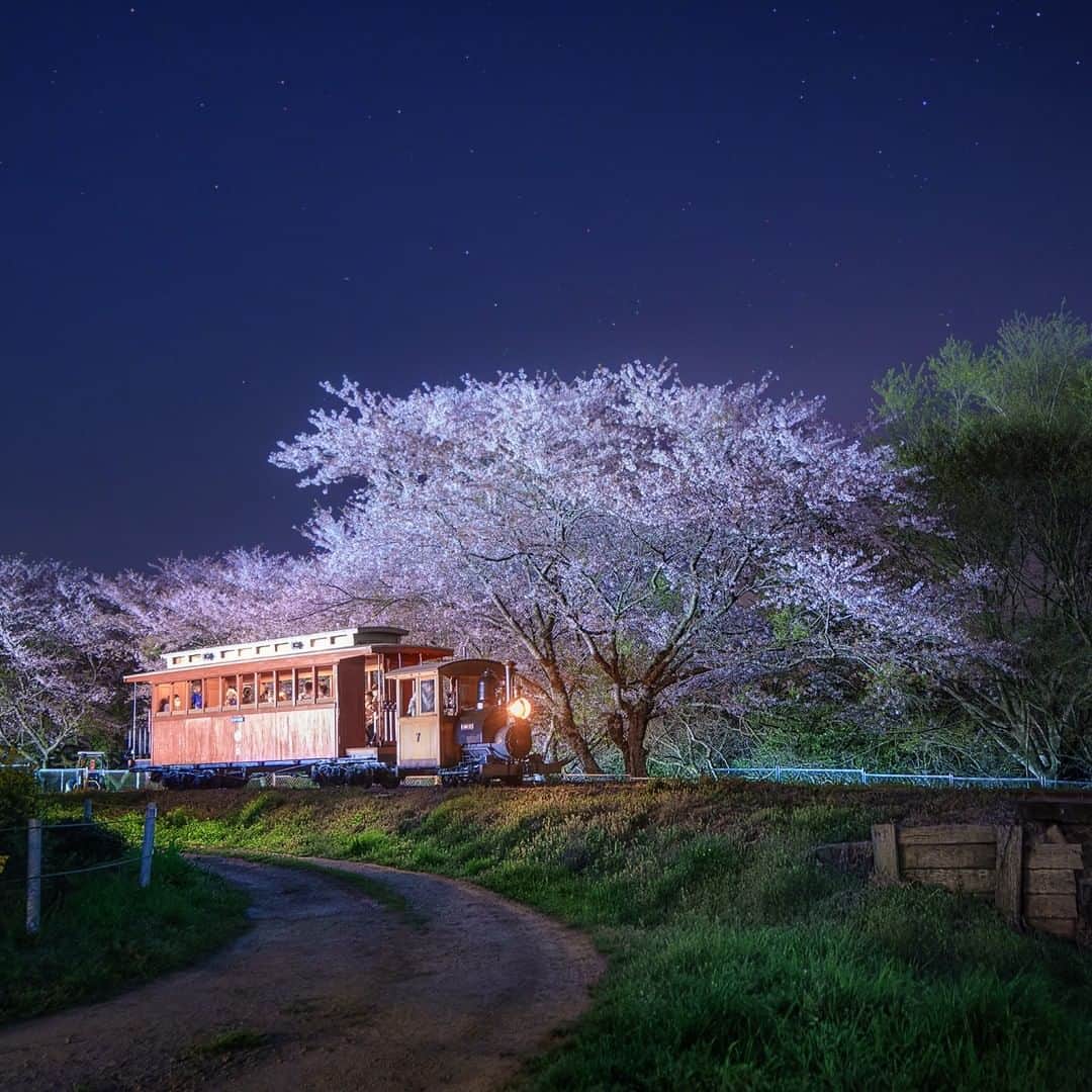 KAGAYAさんのインスタグラム写真 - (KAGAYAInstagram)「桜の下を走る汽車が、宮沢賢治さんの時代の軽便鉄道がよみがえったかのよう。日が暮れると、まるで「銀河鉄道の夜」の世界、夢に見た光景となりました。 （昨日、千葉県成田ゆめ牧場 にて撮影） 今日もお疲れさまでした。  #成田ゆめ牧場 #まきば線 #星空 #starphotography #sonyalpha #α7rv」4月2日 21時31分 - kagaya11949