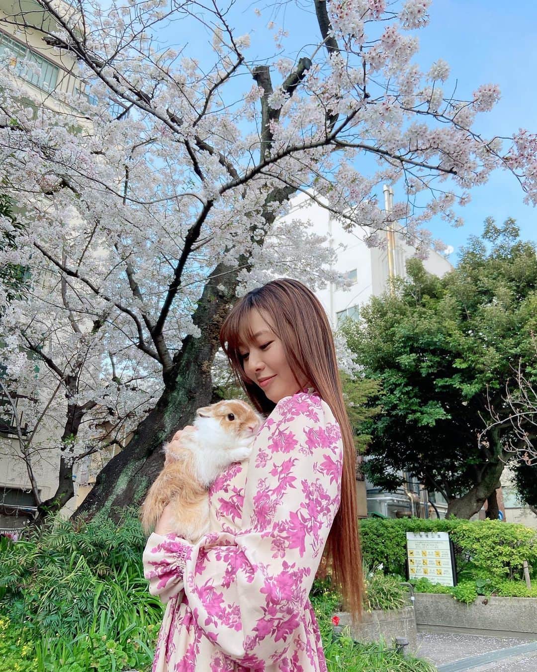 折井あゆみさんのインスタグラム写真 - (折井あゆみInstagram)「先日、うさぎの茶々と桜を見に行きました🌸  沢山桜が咲いてたところは人も多かったので、小さな公園を見つけてそこで写真撮ってもらったよ☺️🐰  6月生まれの茶々は2度目の春✨でも一緒に桜を見れたのは今年が初めて！  あと何回一緒に見れるかなぁ…先代うさぎの桃ちゃんは、7歳でお月様に帰ってしまったのですが、  ペットってまだまだ赤ちゃんだと思っていたのに、あっという間に私の年齢を追い抜いていってしまうから、 一緒にいられて、一緒に過ごせる季節を大切にしていこう✊  と、改めて感じた春でした😌  皆さん、新年度も私と茶々をよろしくお願いします♡  #うさぎのいる暮らし #うさぎのいる生活 #うさぎと暮らす #ネザーランドドワーフ #うさすたぐらむ #ばにすたぐらむ #rabbit #rabbistagram #bunny #bunnistagram  #折井あゆみ」4月2日 21時42分 - ayumi_orii720