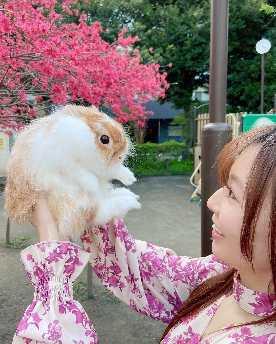 折井あゆみさんのインスタグラム写真 - (折井あゆみInstagram)「先日、うさぎの茶々と桜を見に行きました🌸  沢山桜が咲いてたところは人も多かったので、小さな公園を見つけてそこで写真撮ってもらったよ☺️🐰  6月生まれの茶々は2度目の春✨でも一緒に桜を見れたのは今年が初めて！  あと何回一緒に見れるかなぁ…先代うさぎの桃ちゃんは、7歳でお月様に帰ってしまったのですが、  ペットってまだまだ赤ちゃんだと思っていたのに、あっという間に私の年齢を追い抜いていってしまうから、 一緒にいられて、一緒に過ごせる季節を大切にしていこう✊  と、改めて感じた春でした😌  皆さん、新年度も私と茶々をよろしくお願いします♡  #うさぎのいる暮らし #うさぎのいる生活 #うさぎと暮らす #ネザーランドドワーフ #うさすたぐらむ #ばにすたぐらむ #rabbit #rabbistagram #bunny #bunnistagram  #折井あゆみ」4月2日 21時42分 - ayumi_orii720