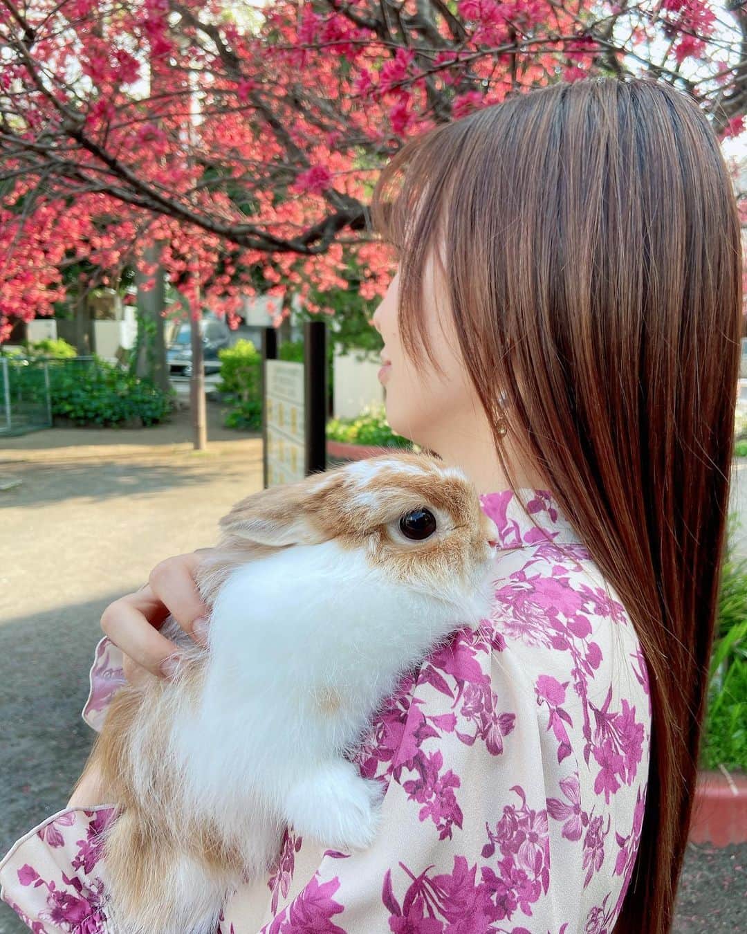 折井あゆみさんのインスタグラム写真 - (折井あゆみInstagram)「先日、うさぎの茶々と桜を見に行きました🌸  沢山桜が咲いてたところは人も多かったので、小さな公園を見つけてそこで写真撮ってもらったよ☺️🐰  6月生まれの茶々は2度目の春✨でも一緒に桜を見れたのは今年が初めて！  あと何回一緒に見れるかなぁ…先代うさぎの桃ちゃんは、7歳でお月様に帰ってしまったのですが、  ペットってまだまだ赤ちゃんだと思っていたのに、あっという間に私の年齢を追い抜いていってしまうから、 一緒にいられて、一緒に過ごせる季節を大切にしていこう✊  と、改めて感じた春でした😌  皆さん、新年度も私と茶々をよろしくお願いします♡  #うさぎのいる暮らし #うさぎのいる生活 #うさぎと暮らす #ネザーランドドワーフ #うさすたぐらむ #ばにすたぐらむ #rabbit #rabbistagram #bunny #bunnistagram  #折井あゆみ」4月2日 21時42分 - ayumi_orii720