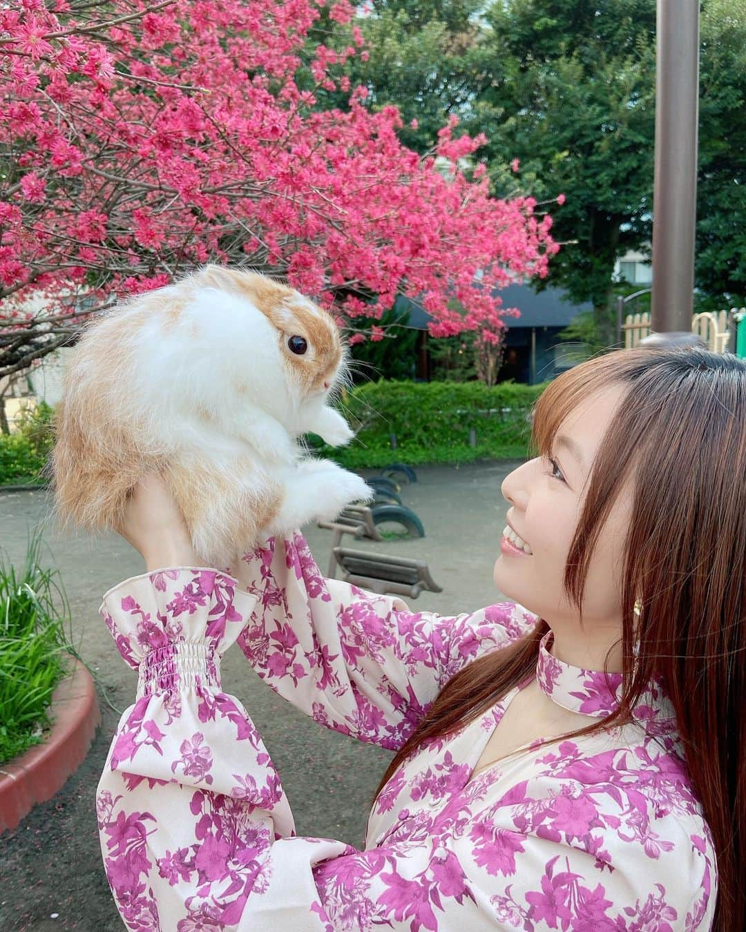 折井あゆみのインスタグラム：「先日、うさぎの茶々と桜を見に行きました🌸  沢山桜が咲いてたところは人も多かったので、小さな公園を見つけてそこで写真撮ってもらったよ☺️🐰  6月生まれの茶々は2度目の春✨でも一緒に桜を見れたのは今年が初めて！  あと何回一緒に見れるかなぁ…先代うさぎの桃ちゃんは、7歳でお月様に帰ってしまったのですが、  ペットってまだまだ赤ちゃんだと思っていたのに、あっという間に私の年齢を追い抜いていってしまうから、 一緒にいられて、一緒に過ごせる季節を大切にしていこう✊  と、改めて感じた春でした😌  皆さん、新年度も私と茶々をよろしくお願いします♡  #うさぎのいる暮らし #うさぎのいる生活 #うさぎと暮らす #ネザーランドドワーフ #うさすたぐらむ #ばにすたぐらむ #rabbit #rabbistagram #bunny #bunnistagram  #折井あゆみ」