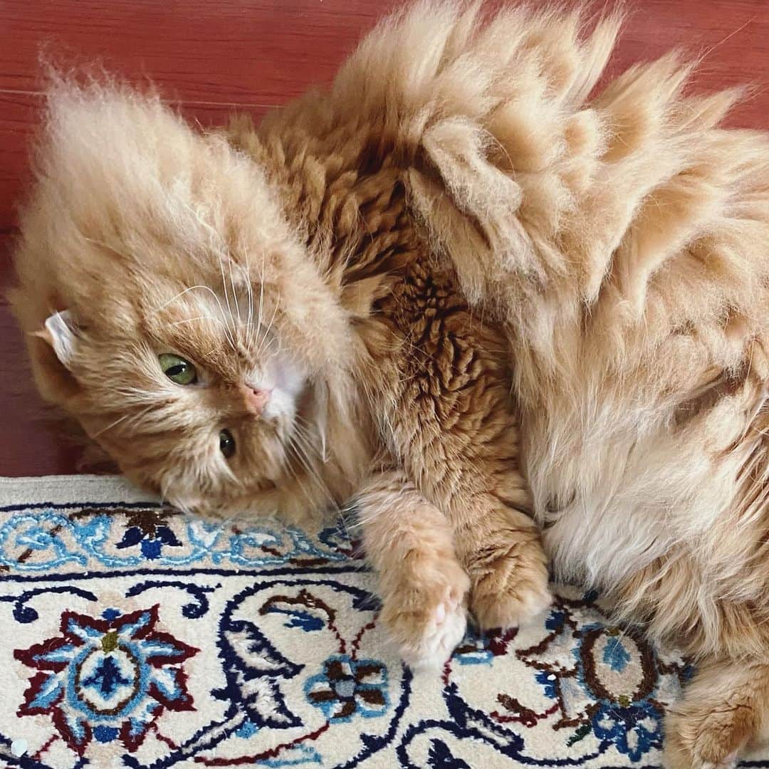井上富美子さんのインスタグラム写真 - (井上富美子Instagram)「もふもふ  モフモフ……  #ねこ #猫 #可愛い #愛しい #癒し #もふもふ #スコティッシュフォールド #cat #catstagram」4月2日 21時36分 - fumi_ino1222