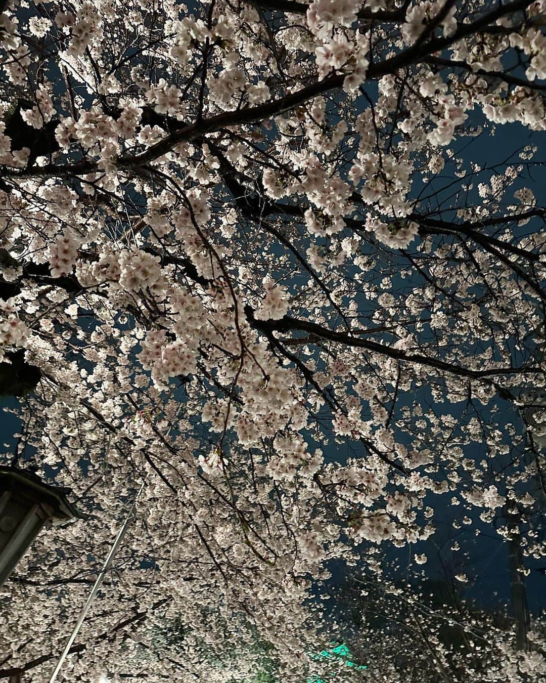 潮みかさんのインスタグラム写真 - (潮みかInstagram)「🌸🍡🍧☔️☀️  久しぶりに岡崎行ってきた時の写真たちです。 1泊の予定が、のんびりしてたら2泊していました。 桜祭りは2回も行って、夜桜もお昼の桜もいっぱい目に焼き付けました。 今年はいっぱい桜を見れて春を楽しめてる感がすごいです。  みぃちゃんてっちゃん夫婦は相変わらず変です。でも夫婦感が強まっていて一緒にいてほっこりしました💓🌸🫧  動画も撮りましたが、先月から私は急激に精力的に動画の撮影に取り組み始めたので、タイムラグがえぐいと思いますが、順を追って動画も出しますので、いつかの動画に備えてYouTubeのチャンネル登録をおすすめいたします🙇‍♀️  それでは、みぃちゃんてっちゃんアルルさんお邪魔しました💙🧡🐈  #岡崎 #美味しいお店多い #安らぎの時間 #久しぶりにみぃちゃんと語った #語る #語ろう #猫のいる暮らし #唯一仲良い猫 #アルル #1番画質悪い写真は #ジャにのちゃんねるをにやにやしながら見てる私 #変装独特夫婦 #やっぱり寝癖がアート」4月2日 21時39分 - ushiomika