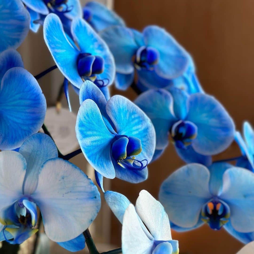小渕健太郎さんのインスタグラム写真 - (小渕健太郎Instagram)「誕生日に、先輩が贈って下さった 青い胡蝶蘭。 なんて深く柔らかな、青色。 星空の様な、深海の様な、まるで宇宙を纏った蝶。  3週間が経ってもこの生命力。 見ていると、引き込まれる。  #胡蝶蘭#phalaenopsisorchid #blueelegance」4月2日 21時40分 - kobukuro_kobuchi_official
