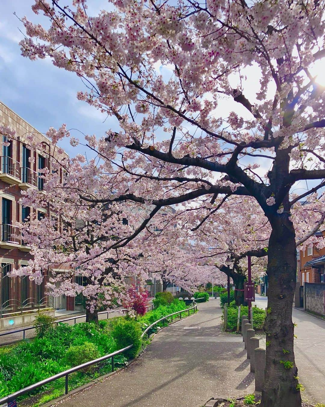 石井脩平のインスタグラム：「🌸🌳 誰に見せる予定も無いのに 今年もいっぱい撮ってしもた桜の写真。 　 　 ①② 北沢川緑道沿いの桜。 最終的には目黒川まで続くこの緑道には、お気に入りスポットがあちこちあるんですが、この鎌倉橋らへんの赤レンガ風の所の枝垂れ具合が好きです。 　 　 #北沢川緑道 #桜の木 　 　 ③④ 雛八丈。 八幡神社の前の道を淡島通りセブンイレブン横に抜ける時ある早咲きの桜。 分かりやすく言うと、池ノ上ハイツの前の桜の木。 誰が分かんねん。この説明。 「雛八丈」という品種。 神社の河津桜が咲いた後、せせらぎ公園のオカメザクラとここの桜が咲くという例年の順番。 ほんの1ヶ月でこんなに変わるんやね。 この瞬時性の儚さも桜の醍醐味ですよね。 　 　 #雛八丈 #🌸 　 　 ⑤⑥⑦⑧⑨ 鎌倉通り沿いの桜の木。 今から2週間ぐらい前かな…3月中旬のある日、急に伐られてしまった桜の木。 さぁ、今から咲くぞていうちょうど蕾を付けてた時期に。 昔から地域の人に愛され守られてた桜の木。 とても悲しいです…🥹 　 　 旧線路沿いの去年の夏に「シモキタ雨庭広場」ができた横というか、ドラマ「silent」でも度々登場したあの公園みたいな場所の横の桜というか。 分かりやすく言うと、昔まだ線路の工事をしてはった頃、横の坂が土手みたいになってて実は王将の裏というか茄子おやじの方に抜けれる隠しショートカット通路があった場所。 誰が分かんねん。この説明。 （mapに📍してみた左下の場所） 　 　 ほぼ毎日何回も通る道の好きやった桜が無くなるのは本当に悲しい。 カメラロール遡ってみたら2017年4月4日に動画撮ってたんが残ってた。 ダンボールにみんな署名してたんも見てたし、それこそ先日この写真ちょうどこの悲しい切り株の写真を撮ってた僕を見て、通りがかったおばちゃんが「淋しいよねぇ…」言うて話しかけてくれて、目を潤ませながら思い出いっぱい語ってくれはった。 　 　 樹齢100年ぐらいの桜の木やったんやて。 今から80年前の東京大空襲の時に線路脇の土手に待避壕があってこの辺りの人達を守ってくれた桜なんやて。 「東京大空襲を生き延びた奇跡の桜の木」と呼ばれてたそう。 悲しいなぁ…🥹 淋しいよなぁ…🥹 　 　 緑道沿いの中に1本ある、強い生命力で復活したあの桜の木のように、ここの桜もまた綺麗に花を咲かし咲き誇ってくれたらええなぁ思てます。 そんなん言うてます。 　 　 #世田谷区立シモキタ雨庭広場  #シモキタ雨庭広場 #地域の絆の桜 #奇跡の桜の木 　 #東京空襲 #一色次郎 #下北沢静仙閣 　 　 #下北沢 #ボクらの街下北沢」