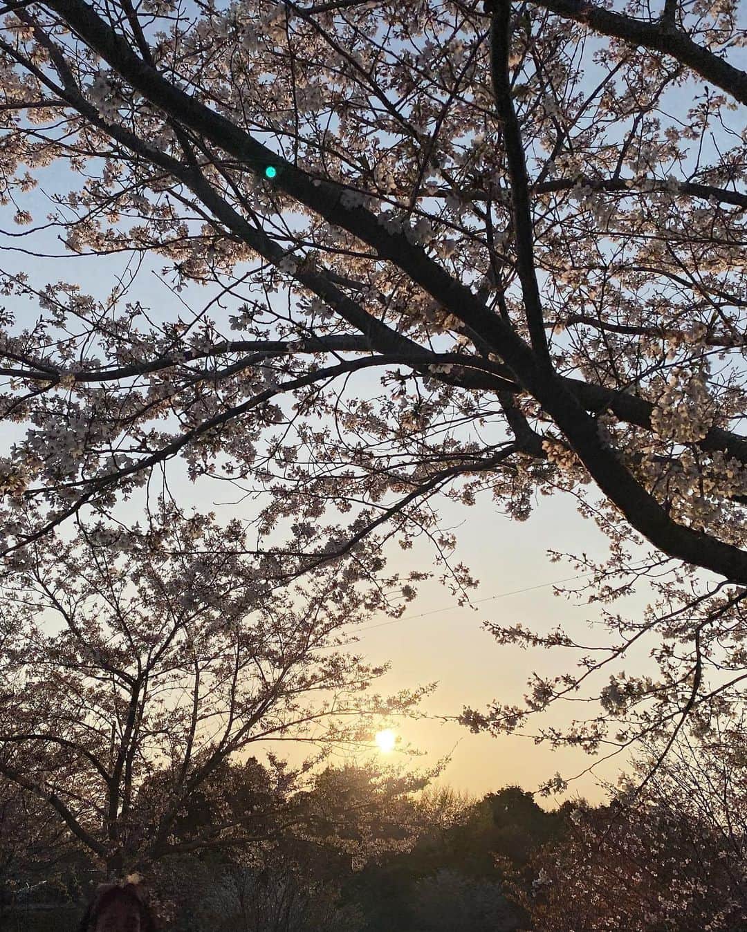 三田美吹のインスタグラム：「.  先日、桜を見に行きました🌸  間に合ってよかった〜☺︎」