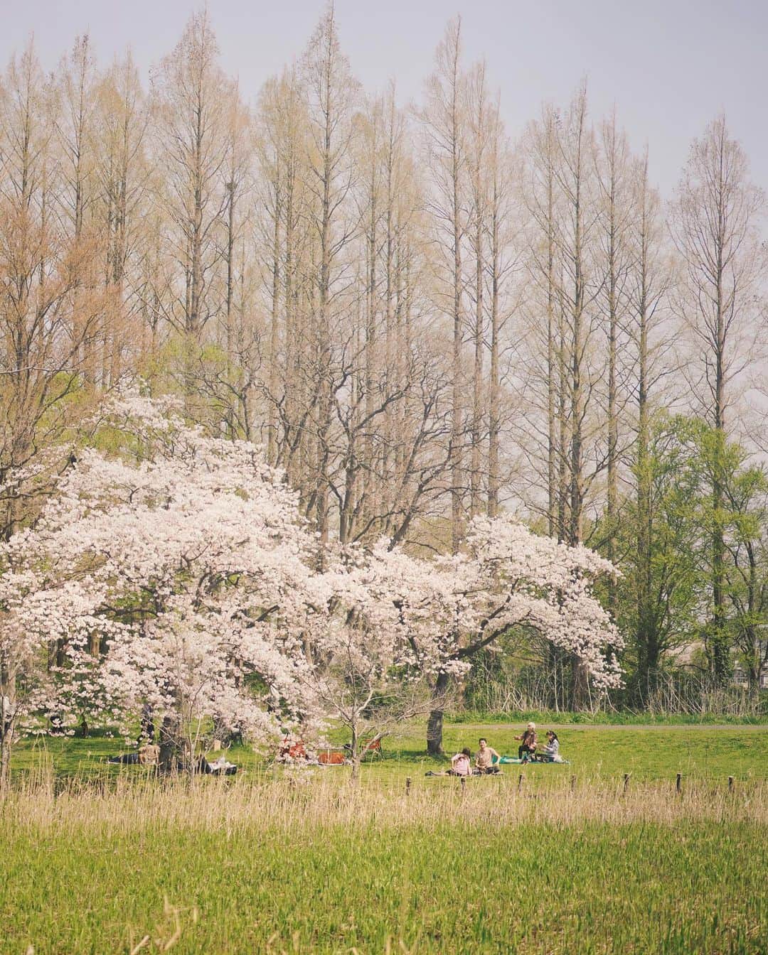 のインスタグラム：「: : Calm Happiness in Spring 2023 : : ::」