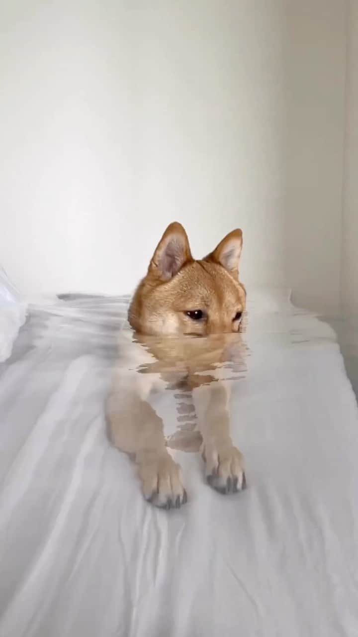 柴スナップのインスタグラム：「Underwater🐕 @hinatakun___mameshiba 日向くん😊  #shibainu #柴犬 #fortnite」