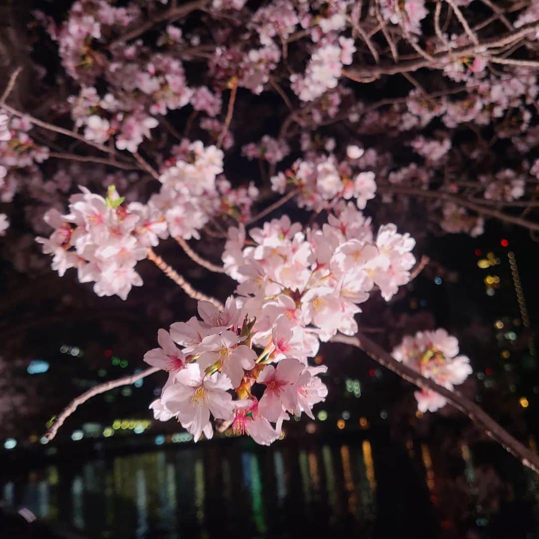 桂團治郎さんのインスタグラム写真 - (桂團治郎Instagram)「昨日は桜ノ宮で桜を愛でて来ました！⁡ ⁡⁡ ⁡今年は屋台も出てて、賑やかでした。⁡ ⁡⁡昔よりは屋台少なかったけど、人は多かった💦」4月2日 22時07分 - danjirokatsu