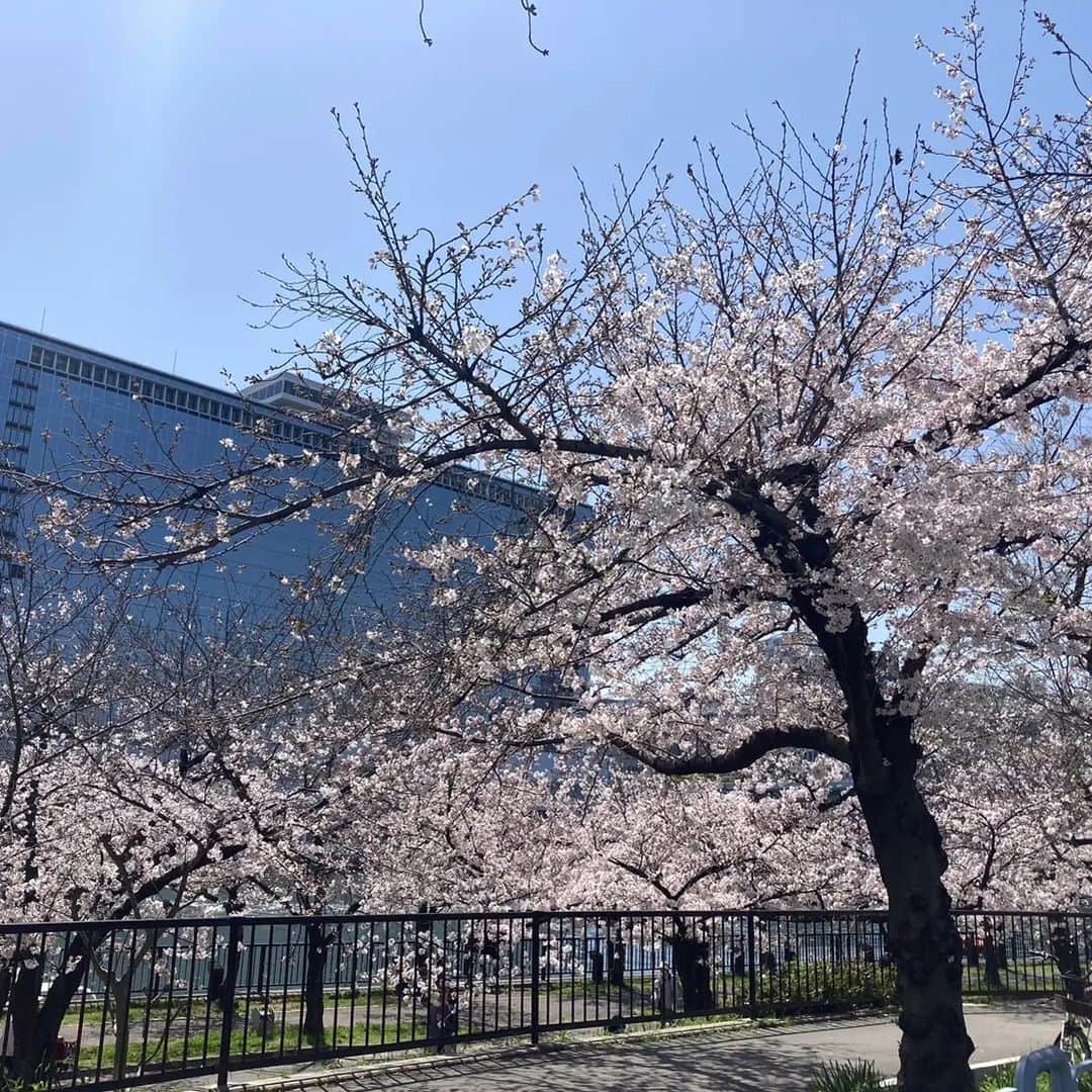 桂團治郎のインスタグラム：「昨日は桜ノ宮で桜を愛でて来ました！⁡ ⁡⁡ ⁡今年は屋台も出てて、賑やかでした。⁡ ⁡⁡昔よりは屋台少なかったけど、人は多かった💦」