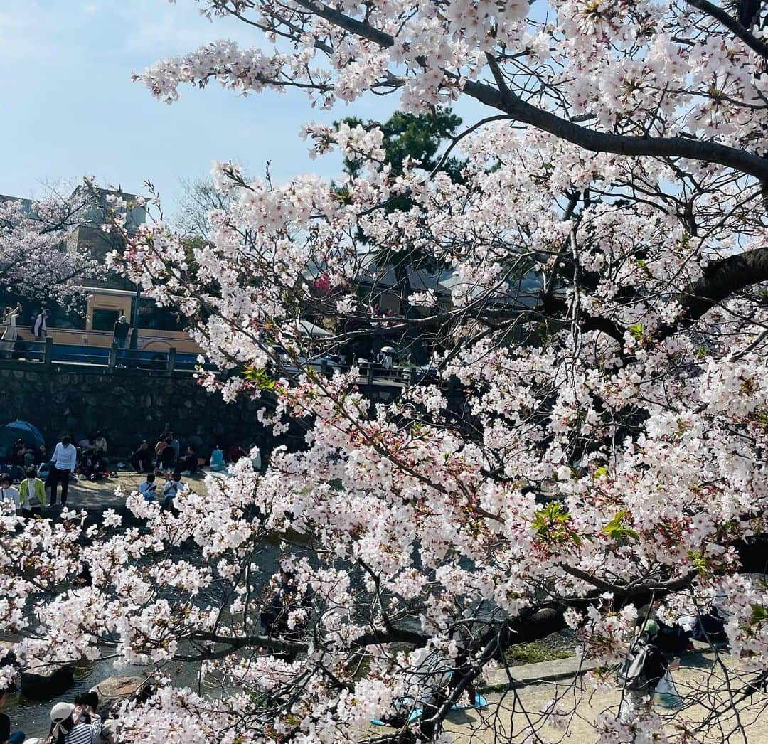 小林万希子さんのインスタグラム写真 - (小林万希子Instagram)「・  🌸芦屋さくらまつり🌸  ようやく賑やかなさくらまつりになりました♡  @yukina__aoi と一緒に レモンサワーとフランクフルトを片手にお花見🌸  お天気もよくて サイコーのお花見日和でした👍  楽しかったー♪ 飲みながらのお花見サイコーー‼️🤣  #芦屋さくらまつり 🌸 #賑やかでした  #レモンサワー #フランクフルト  #プライドポテト  #ご機嫌 💕 #2人とも  #ボトムス  #桜色  #写真撮ればよかった ねー🤣」4月2日 22時15分 - macky1218