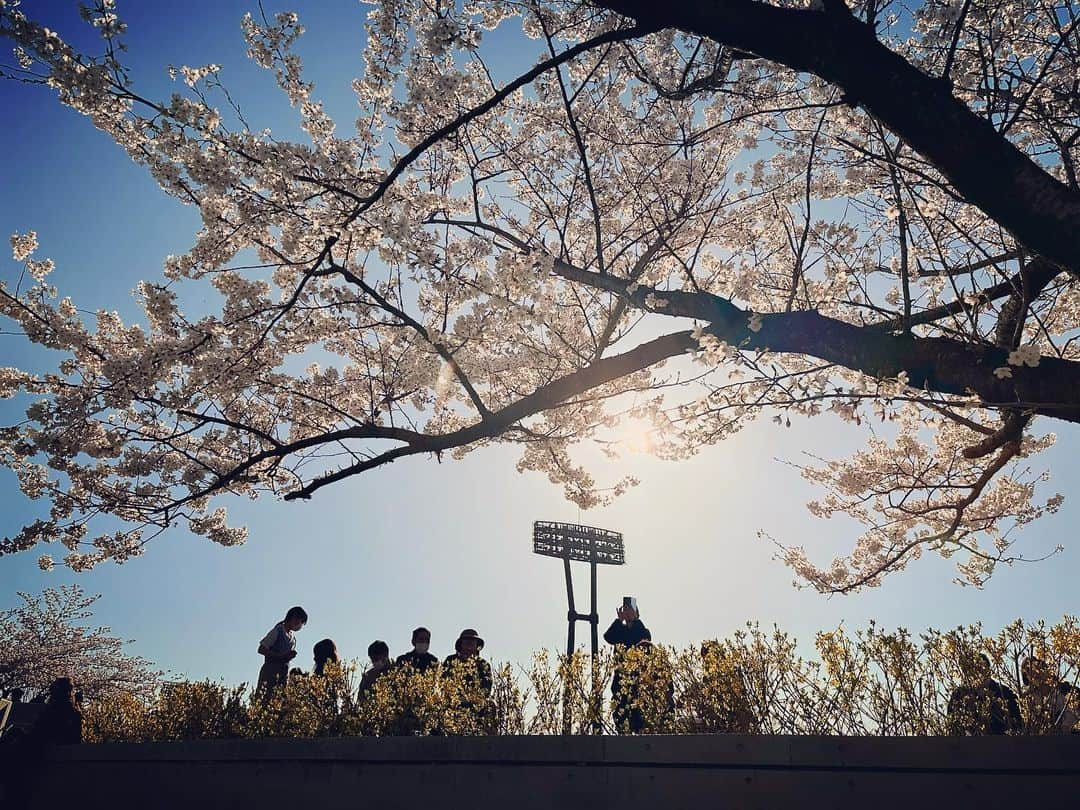 大西遥香のインスタグラム：「. 満開@白山公園  #さくら #桜 #満開 #新潟市 #白山公園 #お花見 #niigata #japan #sakura #cherryblossom」