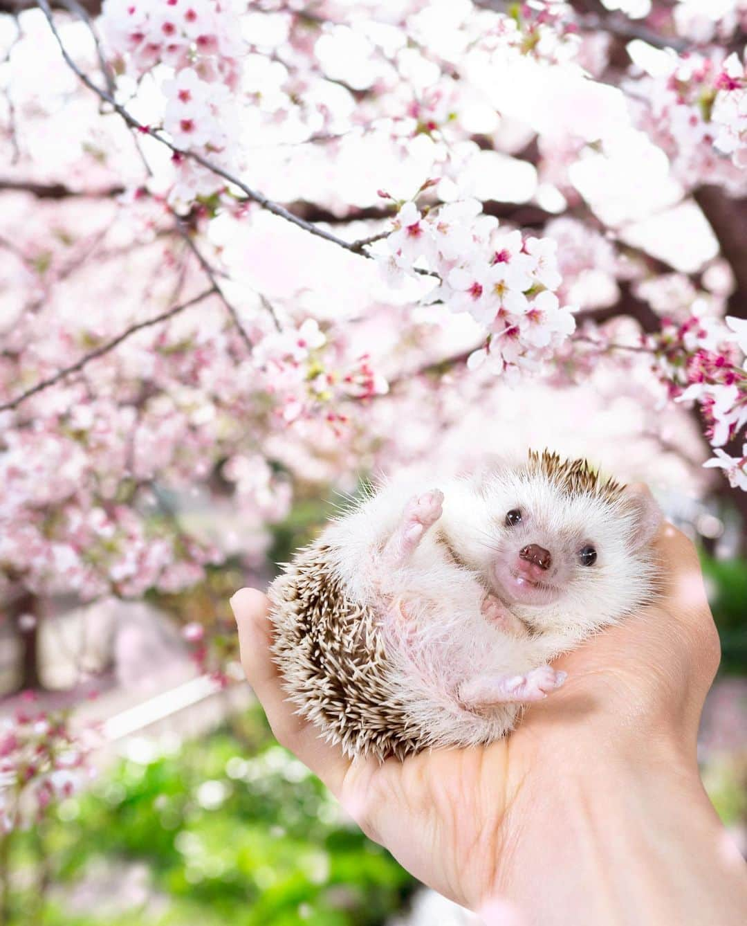 ダーシーさんのインスタグラム写真 - (ダーシーInstagram)「We should enjoy cherry blossom viewing🦔🌸🍻  ①2023②2022③2021  毎年恒例のお花見シリーズ🌸 全部合成です😌  #hedgehog#hedgie#cuteanimals#sigmaart#flyinghedgehogs#ハリネズミ#はりねずみ#igel#hérisson#riccio#erizo#고슴도치#刺猬#お花見#hanami#cherryblossom」4月2日 22時34分 - darcytheflyinghedgehog