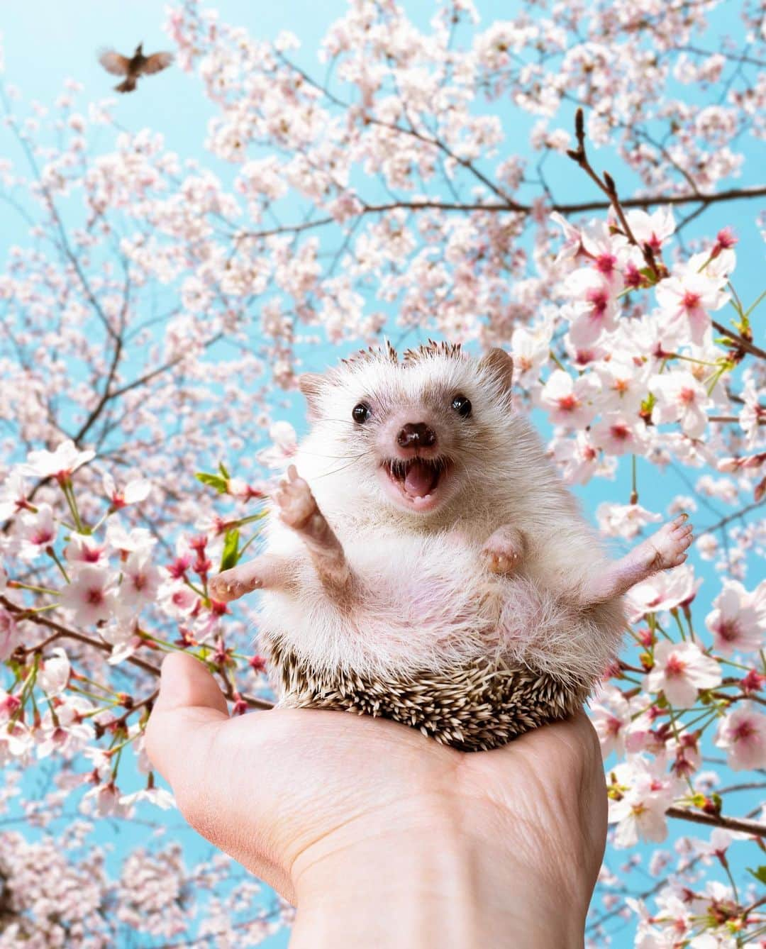 ダーシーさんのインスタグラム写真 - (ダーシーInstagram)「We should enjoy cherry blossom viewing🦔🌸🍻  ①2023②2022③2021  毎年恒例のお花見シリーズ🌸 全部合成です😌  #hedgehog#hedgie#cuteanimals#sigmaart#flyinghedgehogs#ハリネズミ#はりねずみ#igel#hérisson#riccio#erizo#고슴도치#刺猬#お花見#hanami#cherryblossom」4月2日 22時34分 - darcytheflyinghedgehog