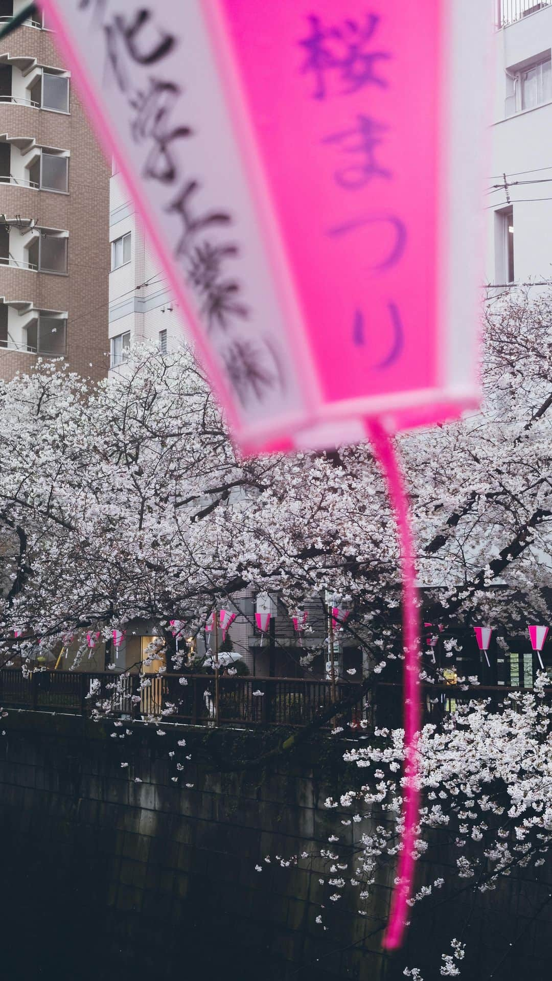 Yuma Yamashitaのインスタグラム：「Nakameguro View  #hello from #tokyo  🎥 @eos_canonjp Canon R5 Beat by @big81993  #桜 #cherryblossom」