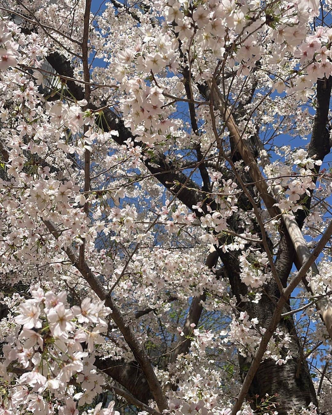 椿ここさんのインスタグラム写真 - (椿ここInstagram)「今年もたくさん桜咲いてた🌸  #桜 #月見桜」4月2日 22時35分 - coco.tsubaki