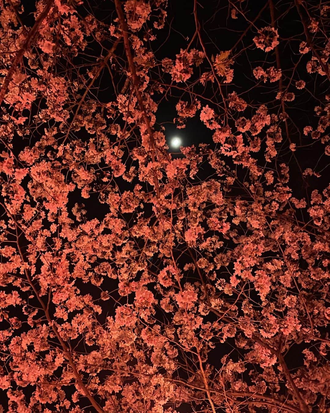 のインスタグラム：「今年もたくさん桜咲いてた🌸  #桜 #月見桜」