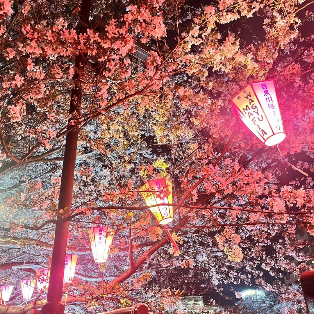 河村ここあさんのインスタグラム写真 - (河村ここあInstagram)「夜桜〜🌸  桜を見に行こう、見に行こうと思いつつ なかなか行ってなかったのですが ついに見に行きました！❀  暗闇で照らされている桜はすごく幻想的で 綺麗でした〜♡‪ ̖́- 夜桜は初めてだったけれど また夜に見に行きたいなと思いました🌙‪  風が強くて桜が舞っていたのが とても素敵でした💭 春だー！！  #🌸 #花見 #夜桜 #目黒川  #河村ここあ」4月2日 22時37分 - kawamura_kokoa