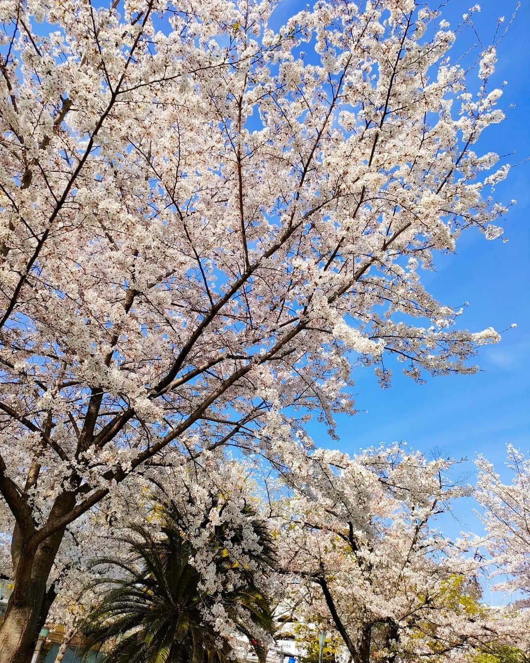 林智美 さんのインスタグラム写真 - (林智美 Instagram)「缶ビールと、 パネポルチーニのパン持ってサクッと🌸 ほろ酔い&睡魔に襲われ。 このあと帰って爆睡。  今年ラストお花見かなぁ。 まだまだ楽しみたいなぁ。  #桜 #桜2023 #お花見 #ソメイヨシノ #桜パトロール #🌸 #とも散歩 #大阪 #桜ノ宮 #パネポルチーニ #超おすすめ」4月2日 22時42分 - h_tomomi_i