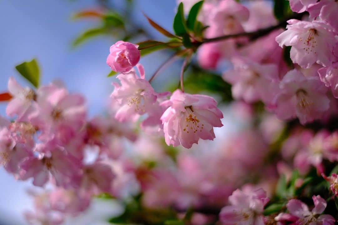 角田美喜のインスタグラム：「レッスン日でした🥁15分早く着いたので一瞬ふらりと📷桜のようで桜じゃないような、目に優しいです✨ #xe4 #xf35mmf14」