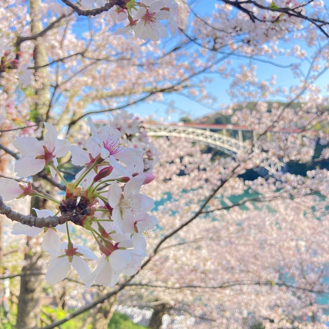 羽地政義さんのインスタグラム写真 - (羽地政義Instagram)「西海橋公園の桜🌸 きのうのトコサタ中継を見て駆けつけましたー すこし散り始めていたのでお早めに^ ^  #西海橋 #長崎 #桜 #トコサタ」4月2日 23時00分 - hanejimasayoshi