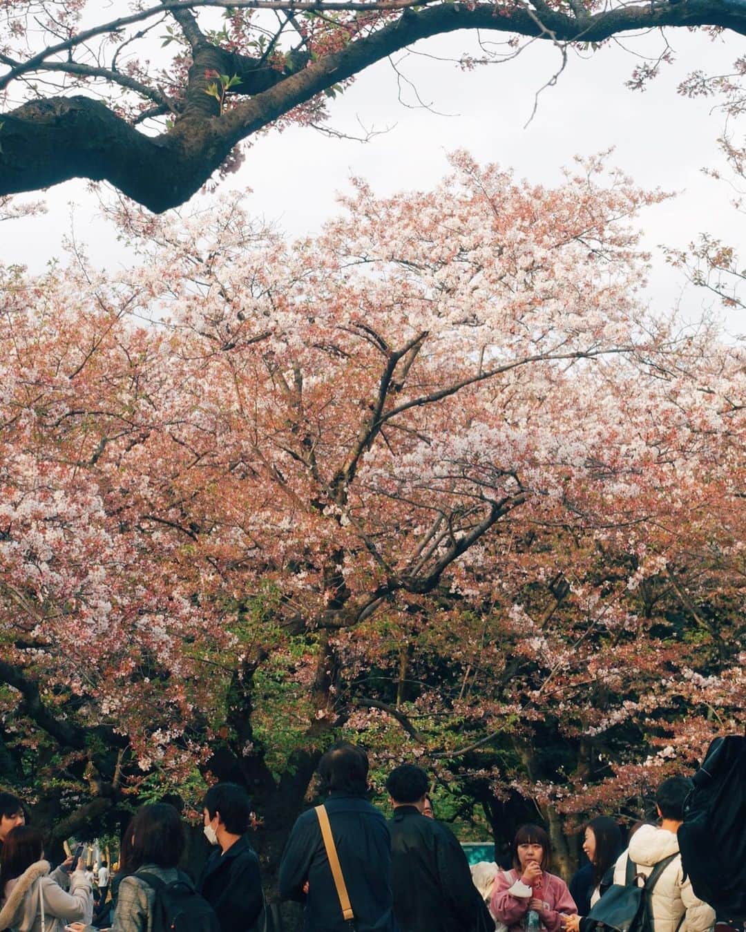 玉城翔子さんのインスタグラム写真 - (玉城翔子Instagram)「初めてお花見をしました🌸🌸 すごく楽しかった🌸🌸  #感想小学生」4月2日 22時54分 - shoco1116