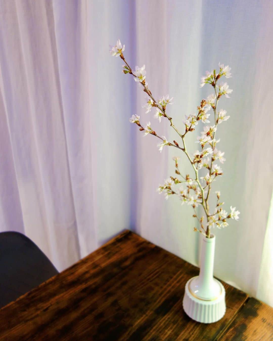 のインスタグラム：「⚯̫  cherry blossoms !🌸」