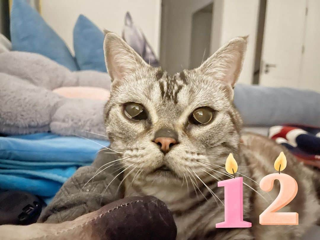 ルフのインスタグラム：「22 Pounds and 12 years old, the big brother Barher : Happy birthday!🎉🎈🎁🎊, this cat is the best cat at my home !  The most honest, the most tolerant, the most intimate, the most kind,the most clever, the most quiet, the most don’t spend money, the ugliest(because he has Congenital facial paralysis )But i love him so much!  - - #cat #happybirthday #angel #mycats」